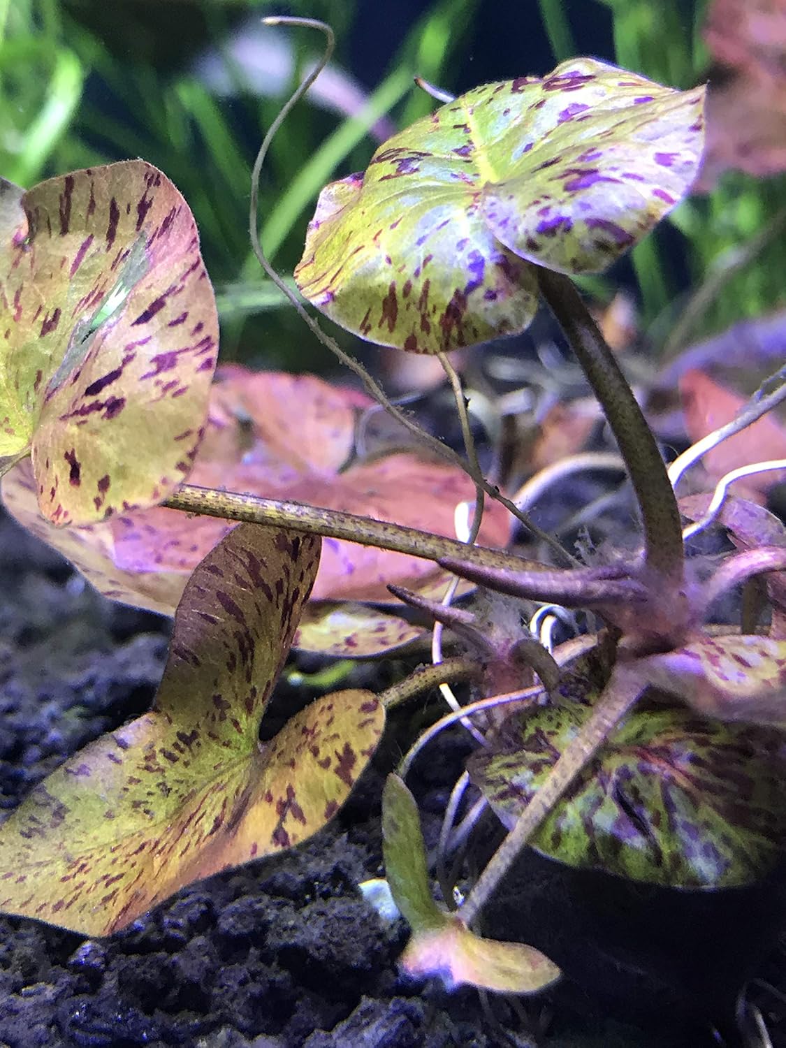 Generic BUY3GET1FREE – Loto tigre rojo vivo (Nymphaea zenkeri) – Planta roja de acuario vivo de 24 pulgadas (paquete de 1)