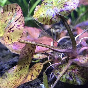 Generic BUY3GET1FREE – Loto tigre rojo vivo (Nymphaea zenkeri) – Planta roja de acuario vivo de 24 pulgadas (paquete de 1) Generic BUY3GET1FREE – Loto tigre rojo vivo (Nymphaea zenkeri) – Planta roja de acuario vivo de 24 pulgadas (paquete de 1)