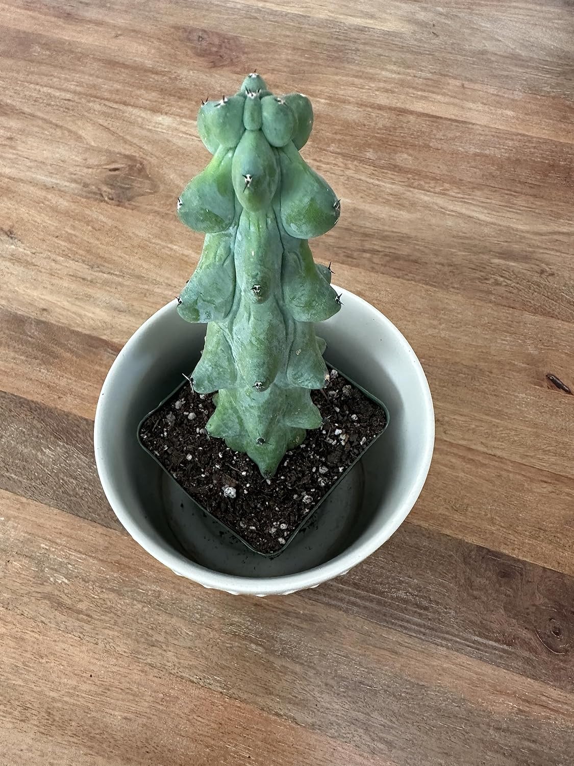Boobie Cactus Myrtillocactus Geometrizans – Plantas suculentas raras vivas – Plantas de interior maduras para amantes de las plantas y