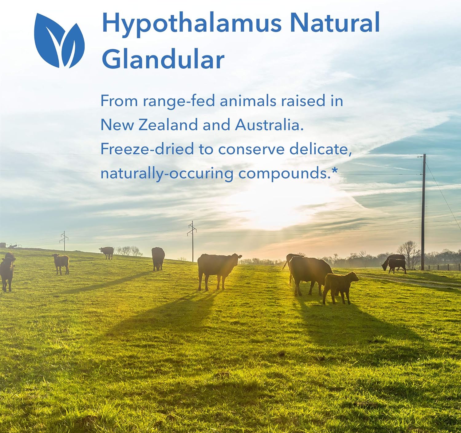 Allergy Research Group – Hipotálamo- Glandular Natural – Endocrino, Apoyo Energético – 100 Vegicaps