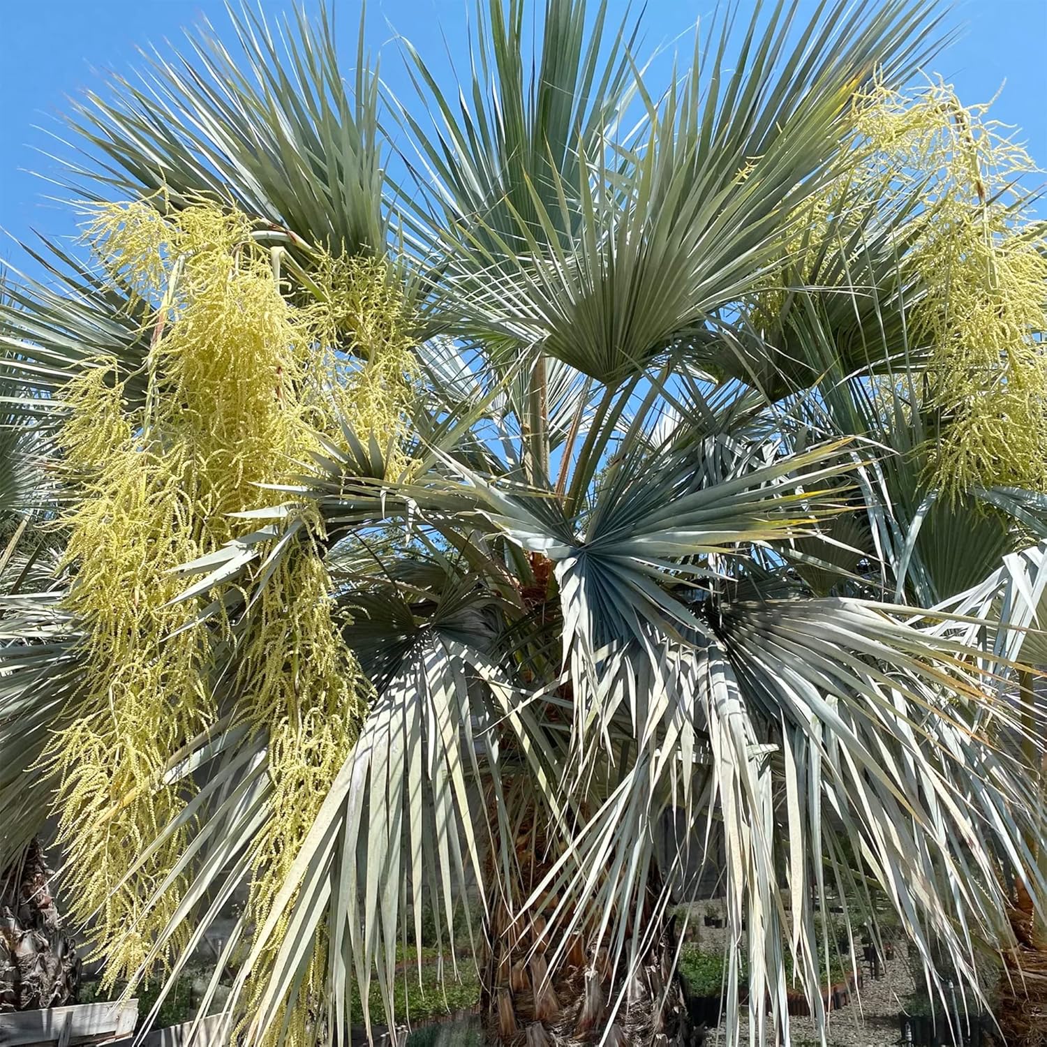 QAUZUY GARDEN 7 piezas de palmera azul mexicana (Brahea Armata) semillas de palma de Hesper azul llamativas, árbol perenne sin OMG, semillas de