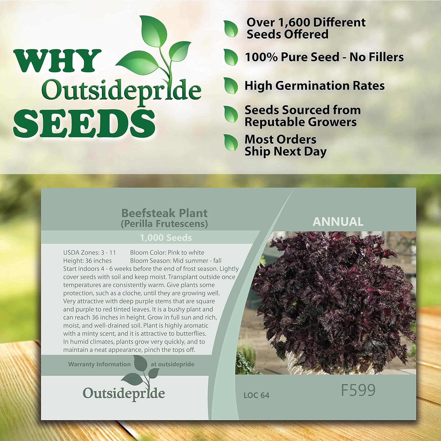 Outsidepride 1000 semillas anuales Perilla Frutescens Planta de carne de res Semillas de jardín de hierbas para plantar