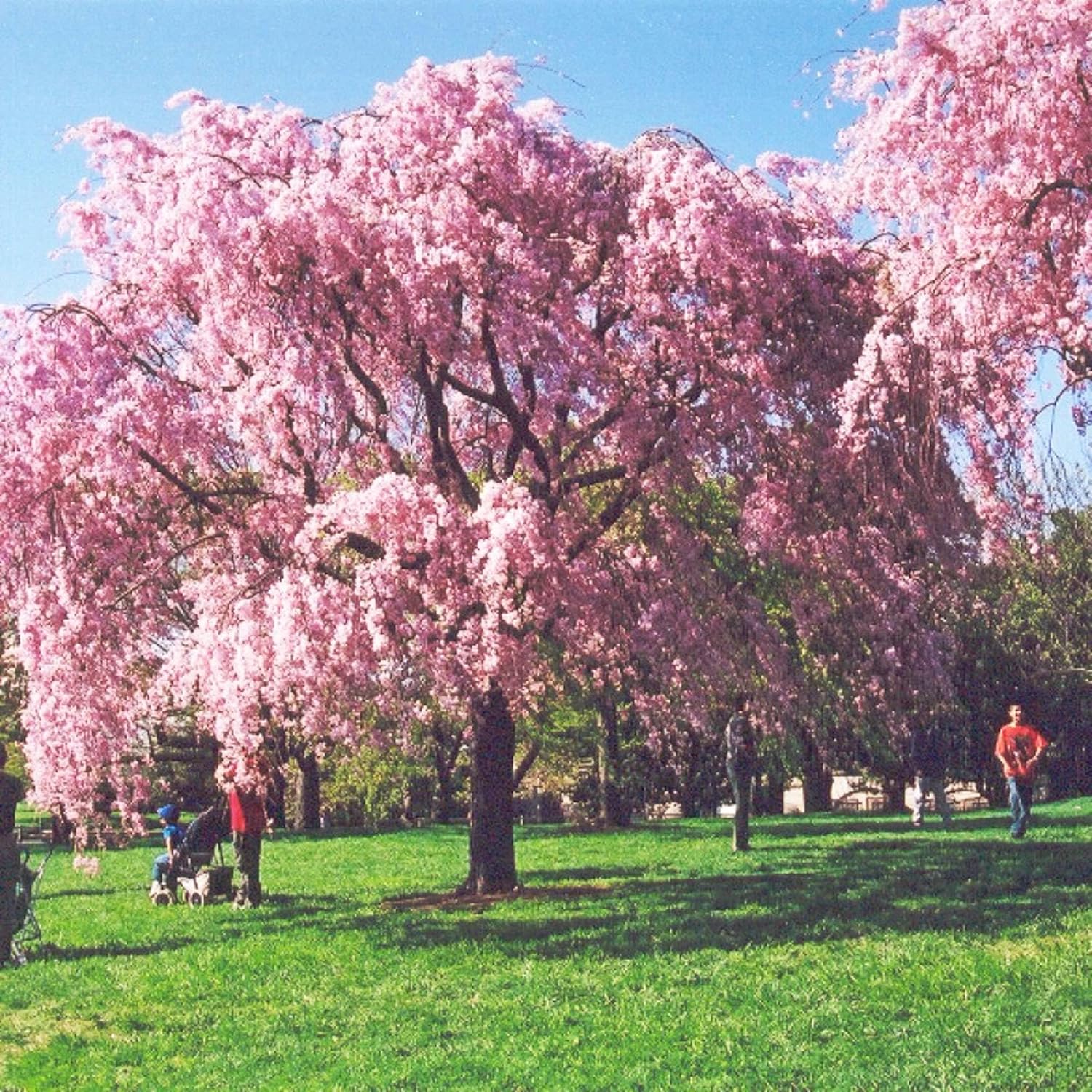 CHUXAY GARDEN 5 semillas de cerezo Higan Prunus Subhirtella Spring Cherry Beauty Cherry Blossom Semillas de árbol para plantar floración llamativa