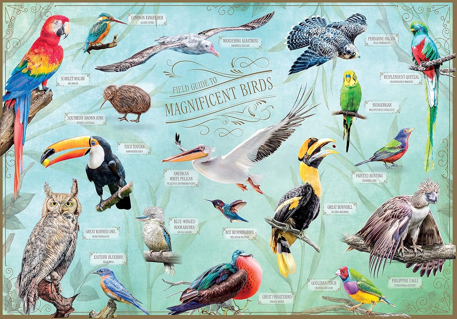 Rompecabezas guía de campo para pájaros magníficos, 500 piezas, 20 x 14 pulgadas, con exclusiva guía de bolsillo de 32 páginas, ideal para amantes