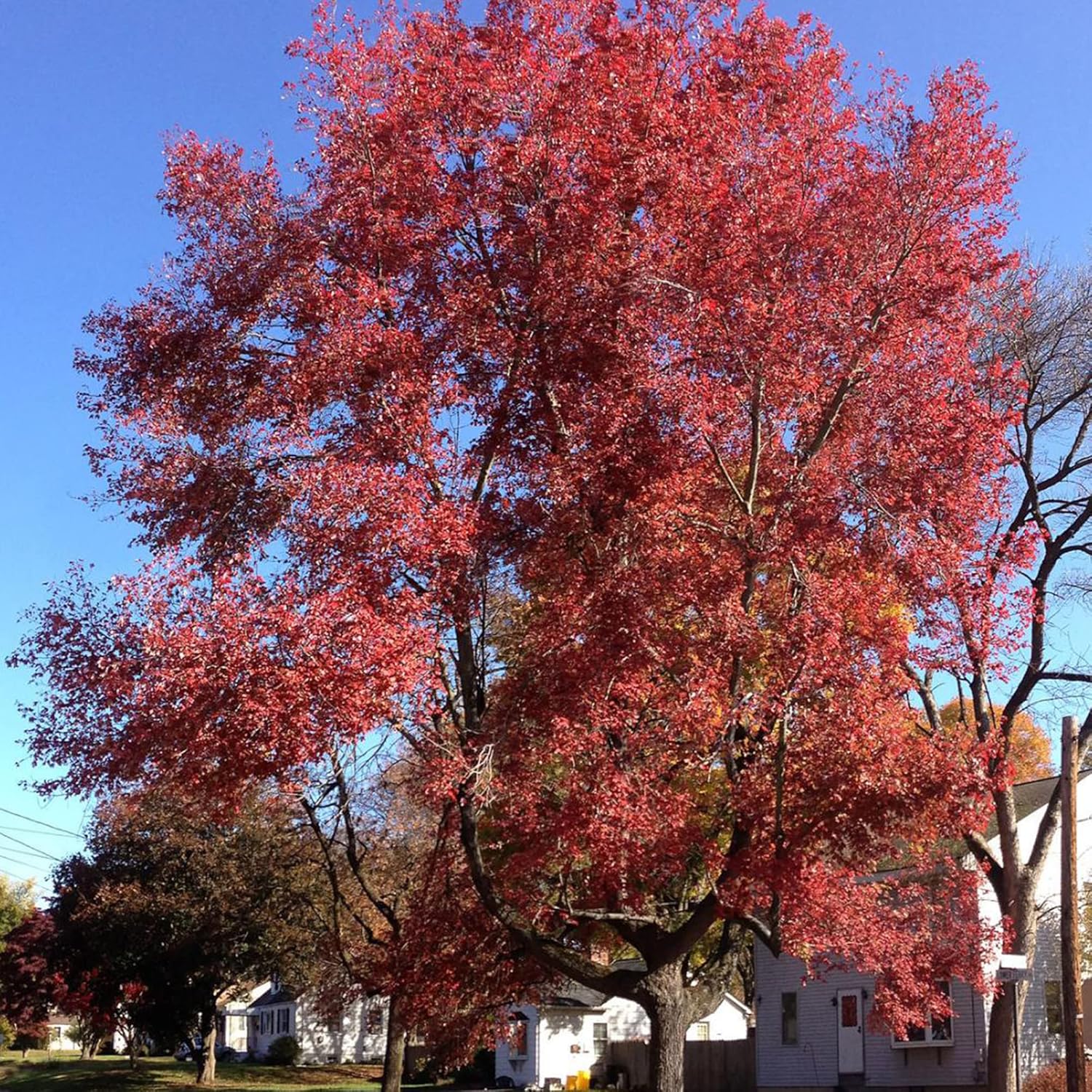 YEGAOL Garden – Semillas de árbol de arce rojo Acer Rubrum de bajo mantenimiento, fronteras ornamentales para exteriores, 120 semillas de árbol