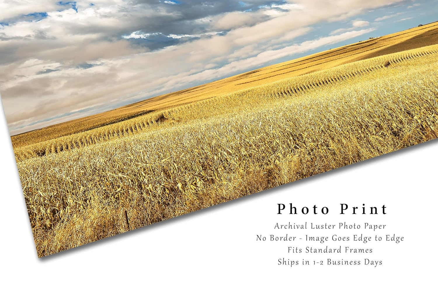 Country Photography Print (Not Framed) Picture of Golden Terraced Corn Fields Under Dreamy Sky on Autumn Day in Iowa Farm Wall Art Farmhouse Decor