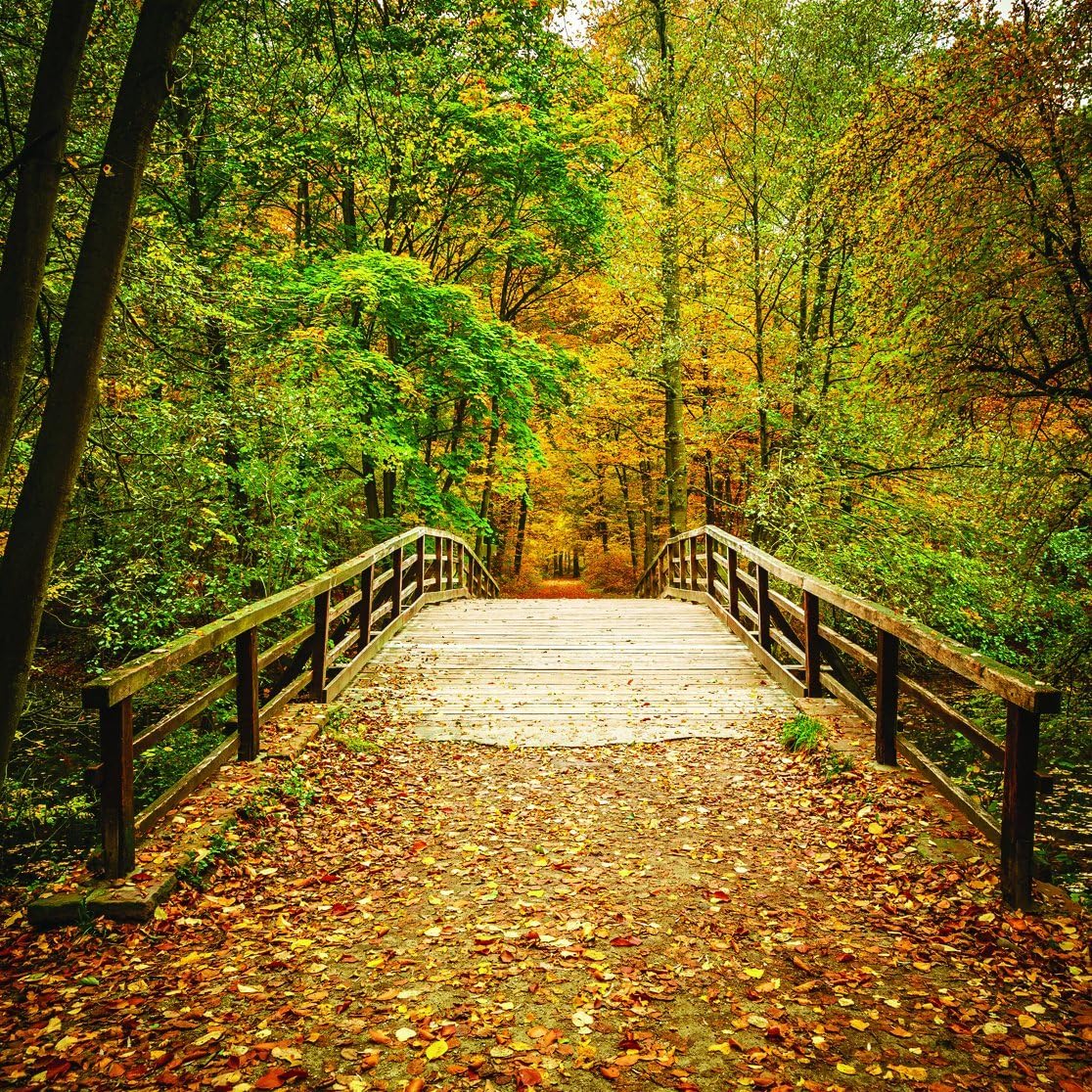 LYWYGG Fondo de otoño de 10 x 10 pies, hojas amarillas, paisaje de otoño, fondos de fotografía de fondo de puente caducifolio, fondos de estudio
