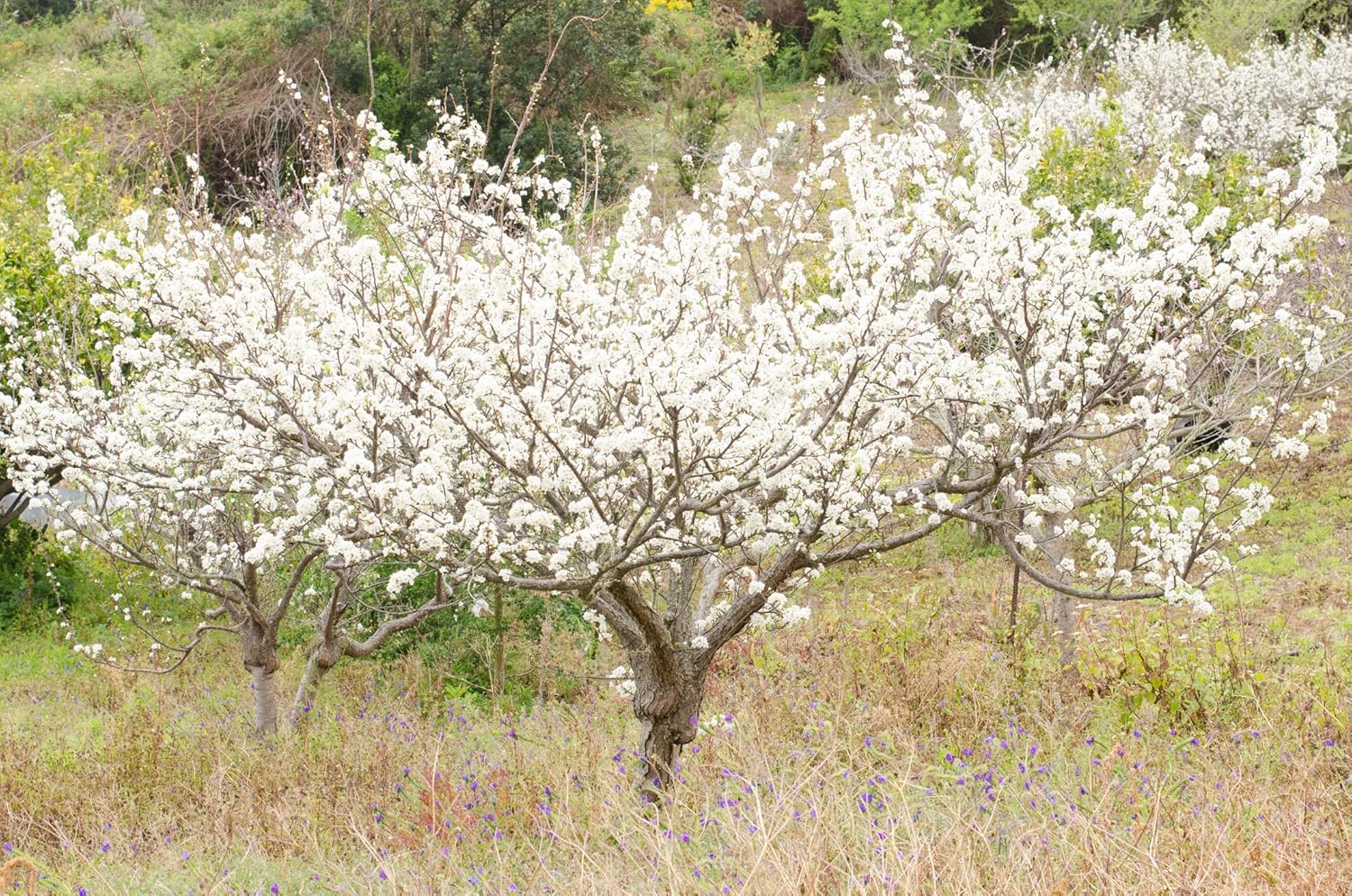 Semillas silvestres de ciruelo para plantar, 10 semillas de Prunus umbellata, fabricadas en Estados Unidos, se envía desde Iowa, árbol o bonsái
