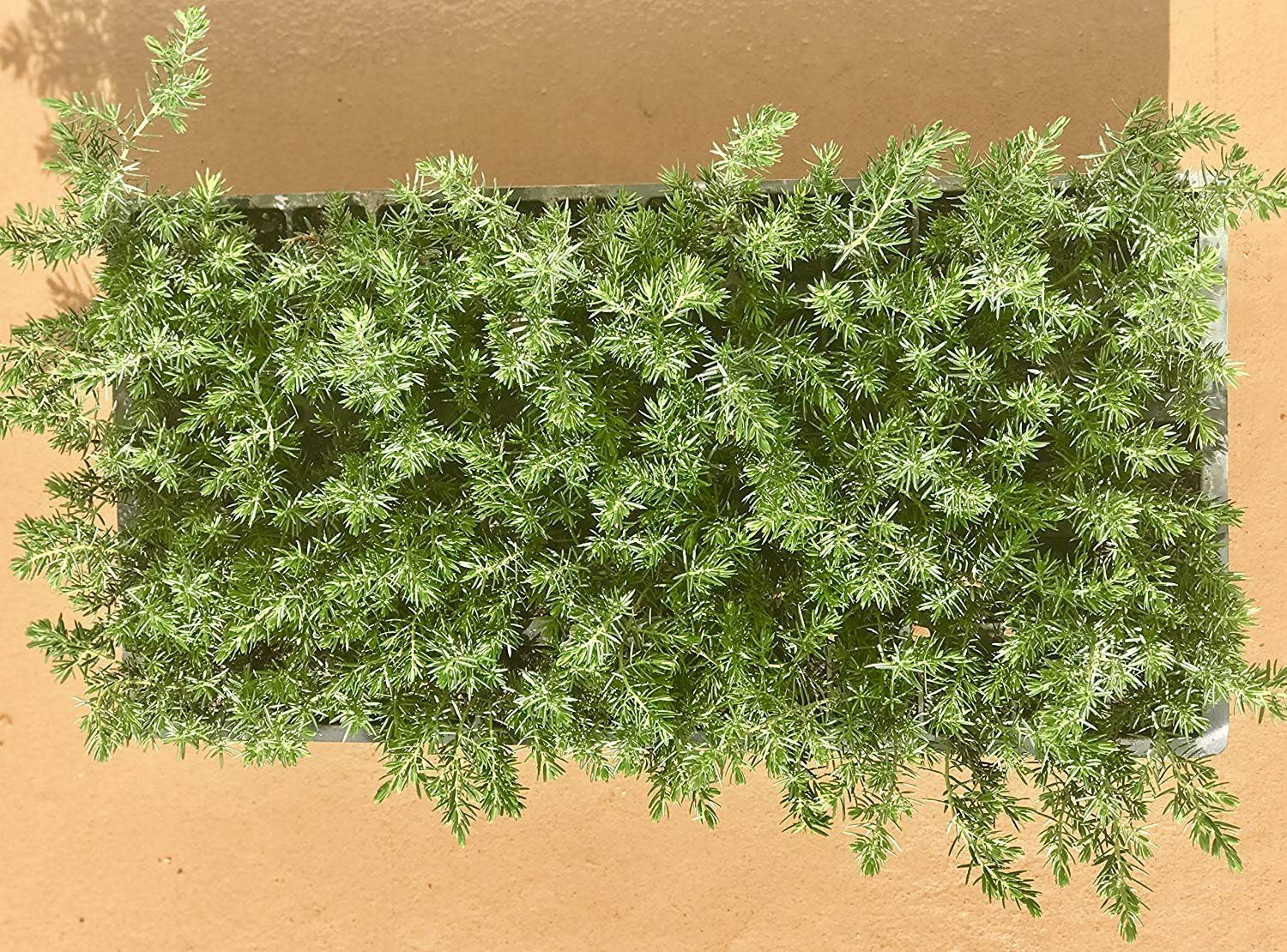 Juniper Blue Pacific – 3 plantas vivas – Tamaño de maceta de 2 pulgadas – Cubierta de suelo de hoja perenne ‘Shore Juniper’