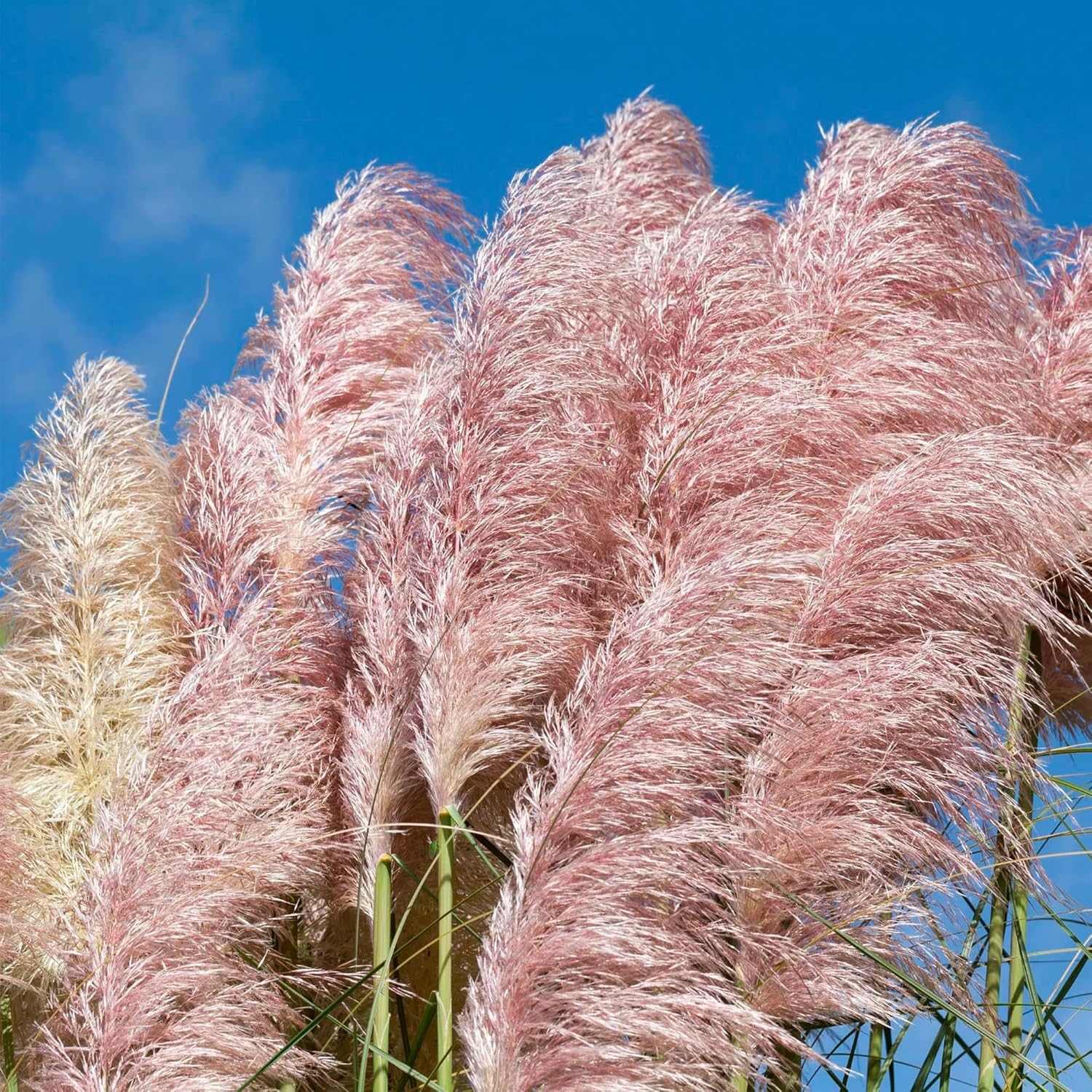QAUZUY GARDEN Heirloom 50+ Semillas de césped perenne ornamental  Hierba de las Pampas  Flores de plumas altas “rosas”, planta llamativa, fácil de