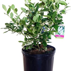 Bushel and Berry – Vaccinium cor. Glaseado de arándano, patriota, Patriot Bushel and Berry – Vaccinium cor. Glaseado de arándano, patriota, Patriot