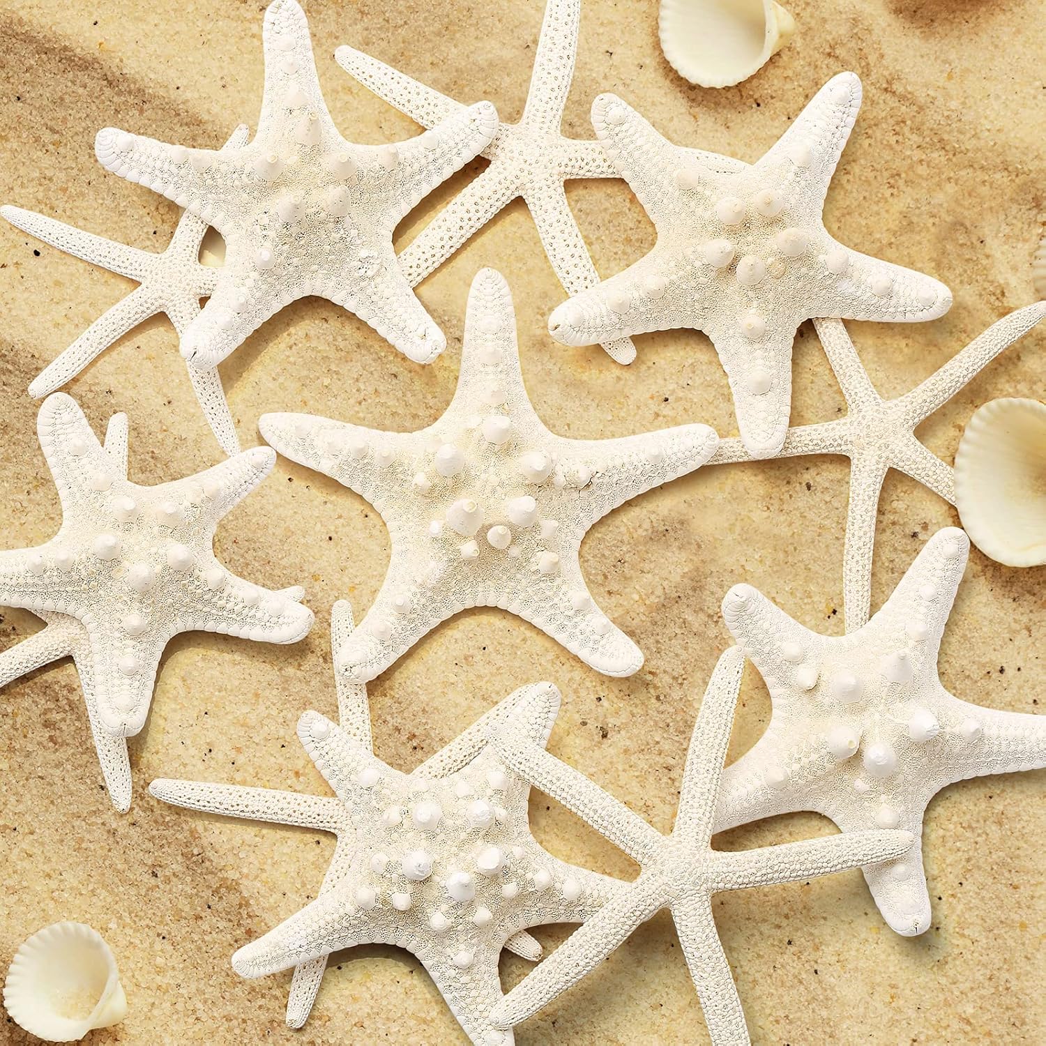 gopiter 12 piezas de estrellas de mar  Decoración de estrellas de mar de 2.5 a 6 pulgadas  Conchas naturales de estrella de mar a granel perfectas