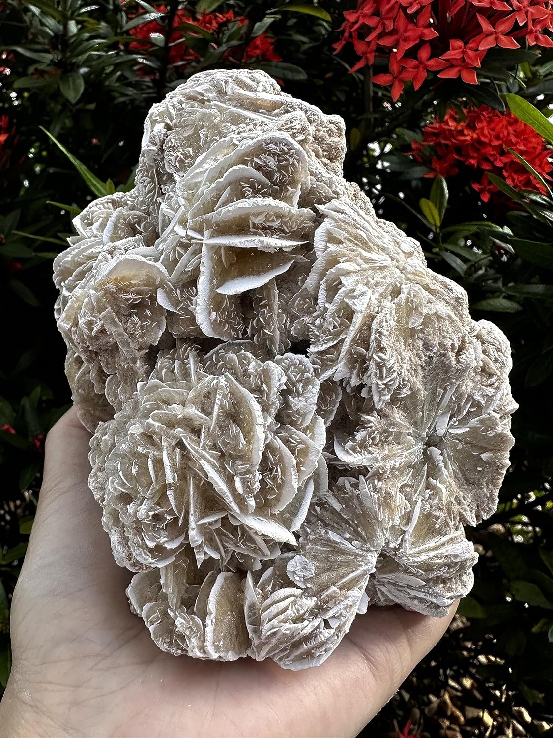 Gran racimo de rosas del desierto, piedras naturales de selenita de rosa del desierto, rosa de yeso del desierto, cristal de rosa de selenita crudo,