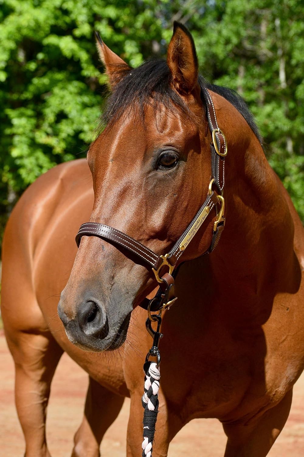 Leaders – Cabestro de cuero para caballos con placa de nombre grabada personalizada para caballo