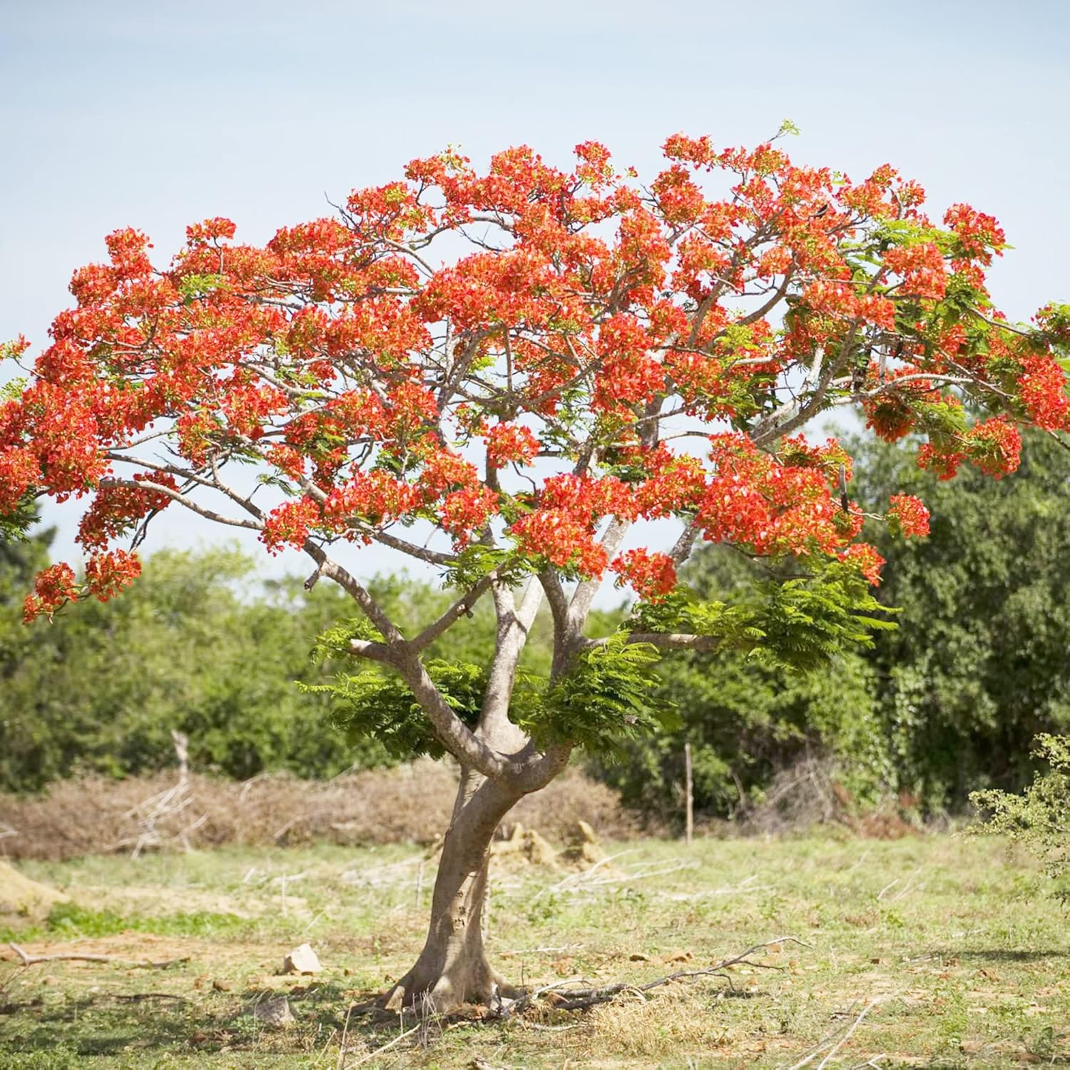 YEGAOL Garden – Semillas Royal Poinciana Delonix Regia, extravagante de bajo mantenimiento, árbol de floración tropical, vistosos parques de hoja