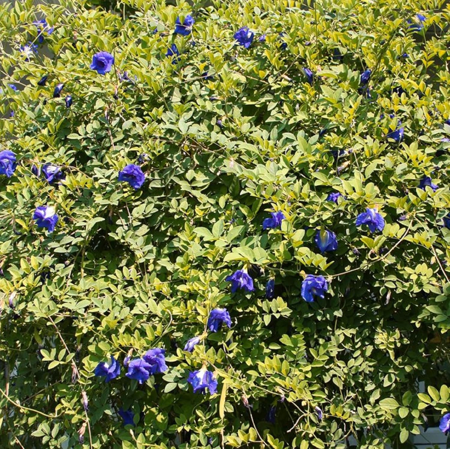 CHUXAY GARDEN 10 semillas de ternata de clitoria azul, alas de paloma asiáticas, Bluebellvine, guisante azul, guisante mariposa, guisante cordofan,
