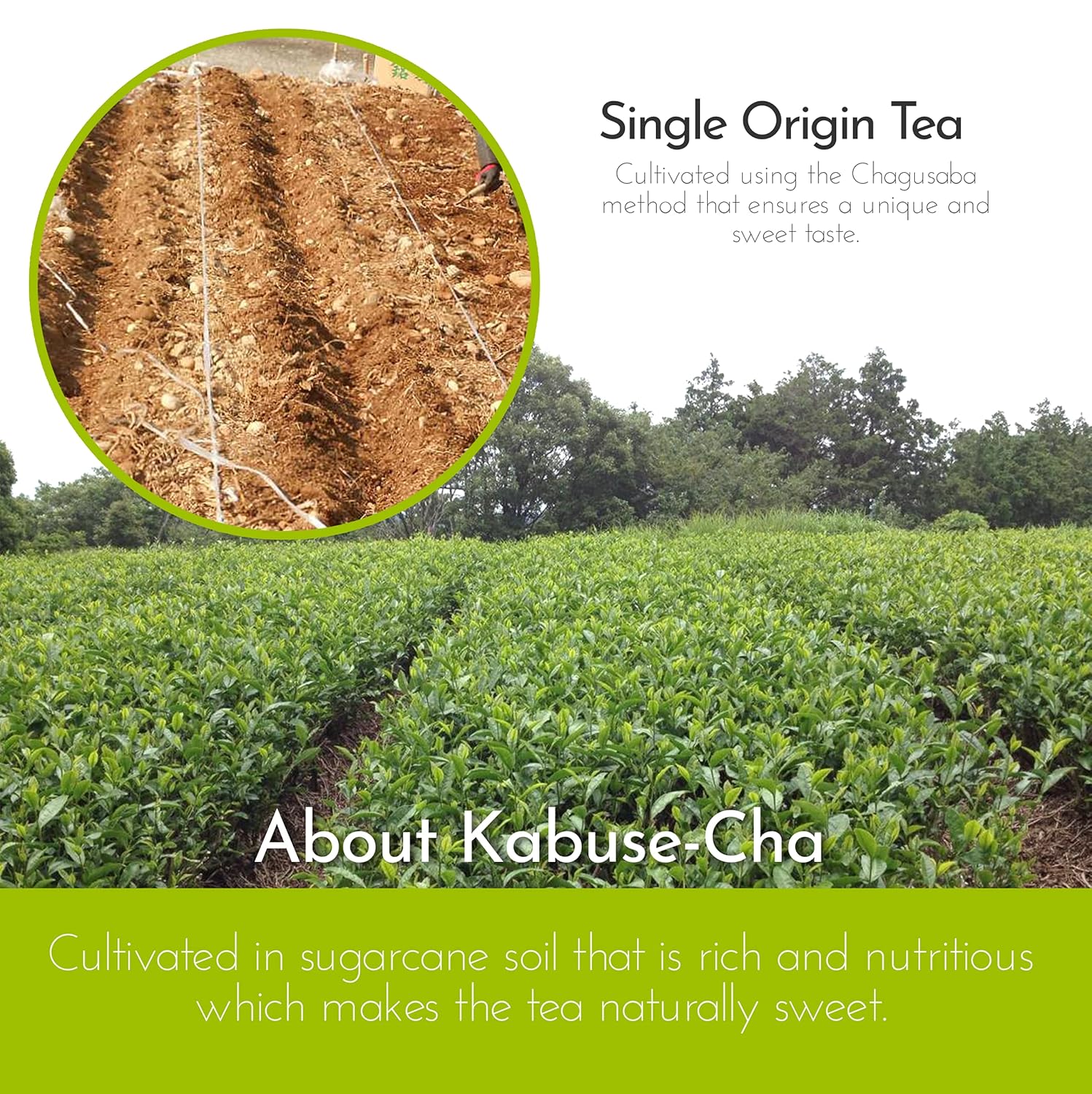 Nozomi Té verde japonés de hojas sueltas (3.5 onzas)  Vegano de origen único rico en antioxidantes Kabuse Sencha Té verde orgánico