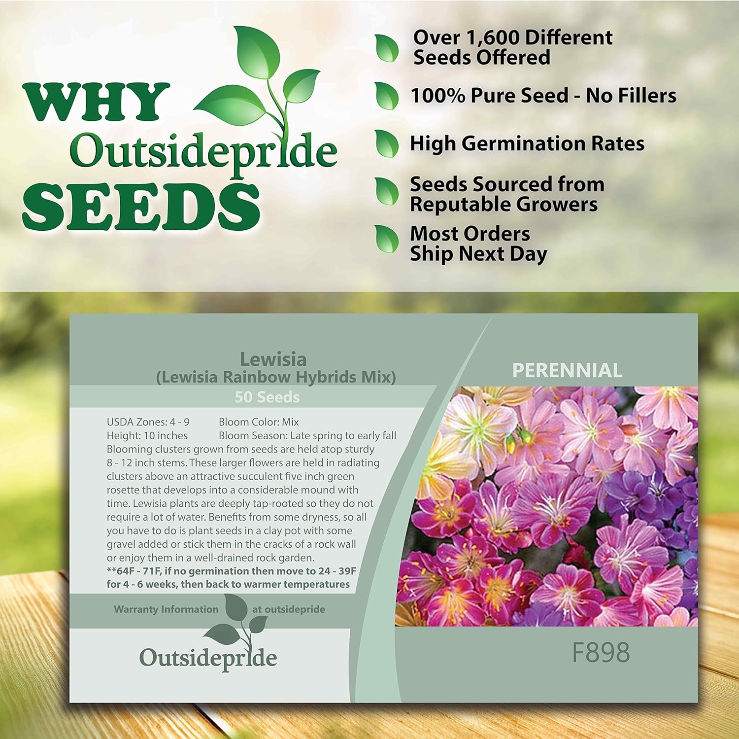 Outsidepride 100 semillas perennes Lewisia Rainbow Flower Seed Mix