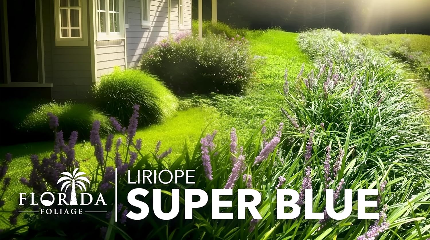 Super Blue Liriope Muscari  Planta de 1 galón grande  Hierba ornamental tolerante a la sequía