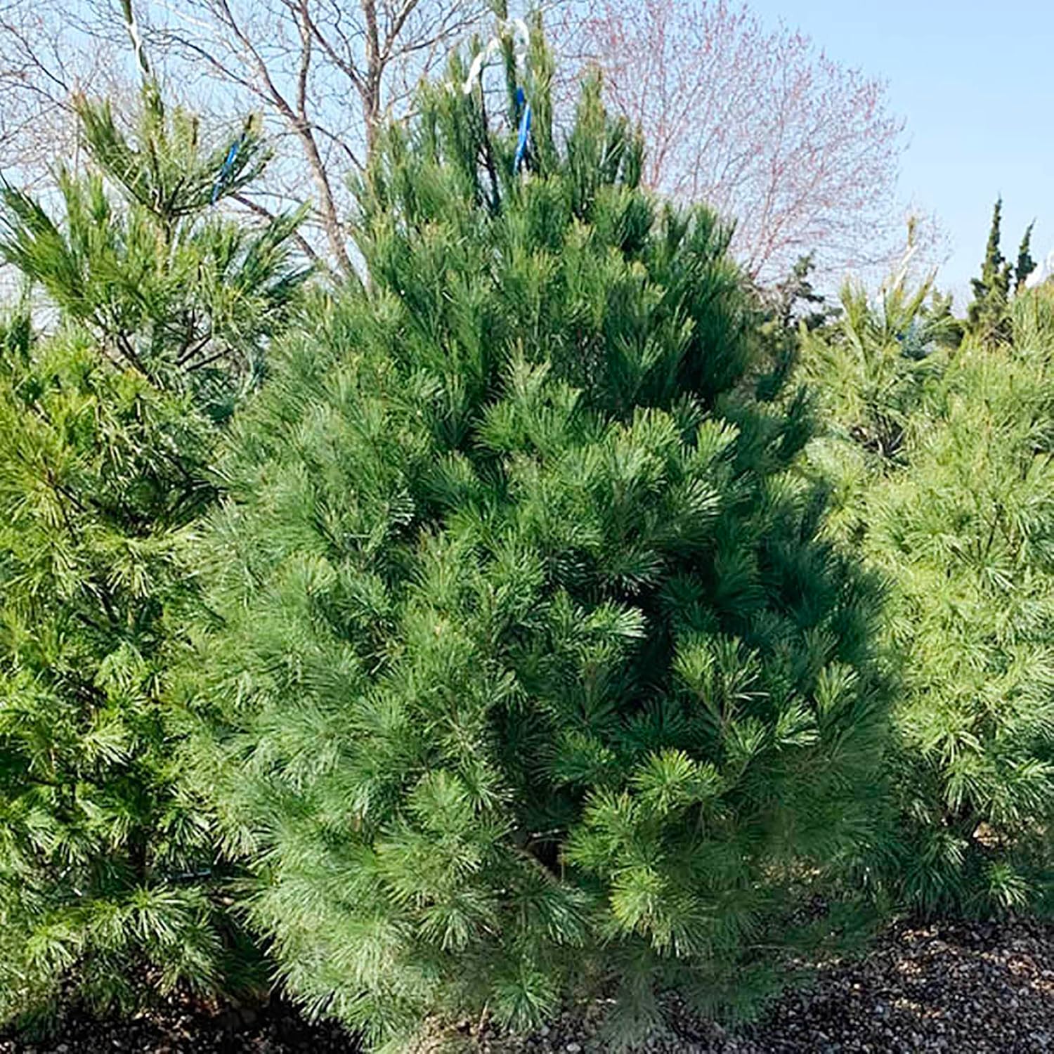 QAUZUY GARDEN 50 semillas de pino blanco del noreste del este, pino suave, árbol de la paz  Árbol perenne de hoja perenne  Excelentes setos