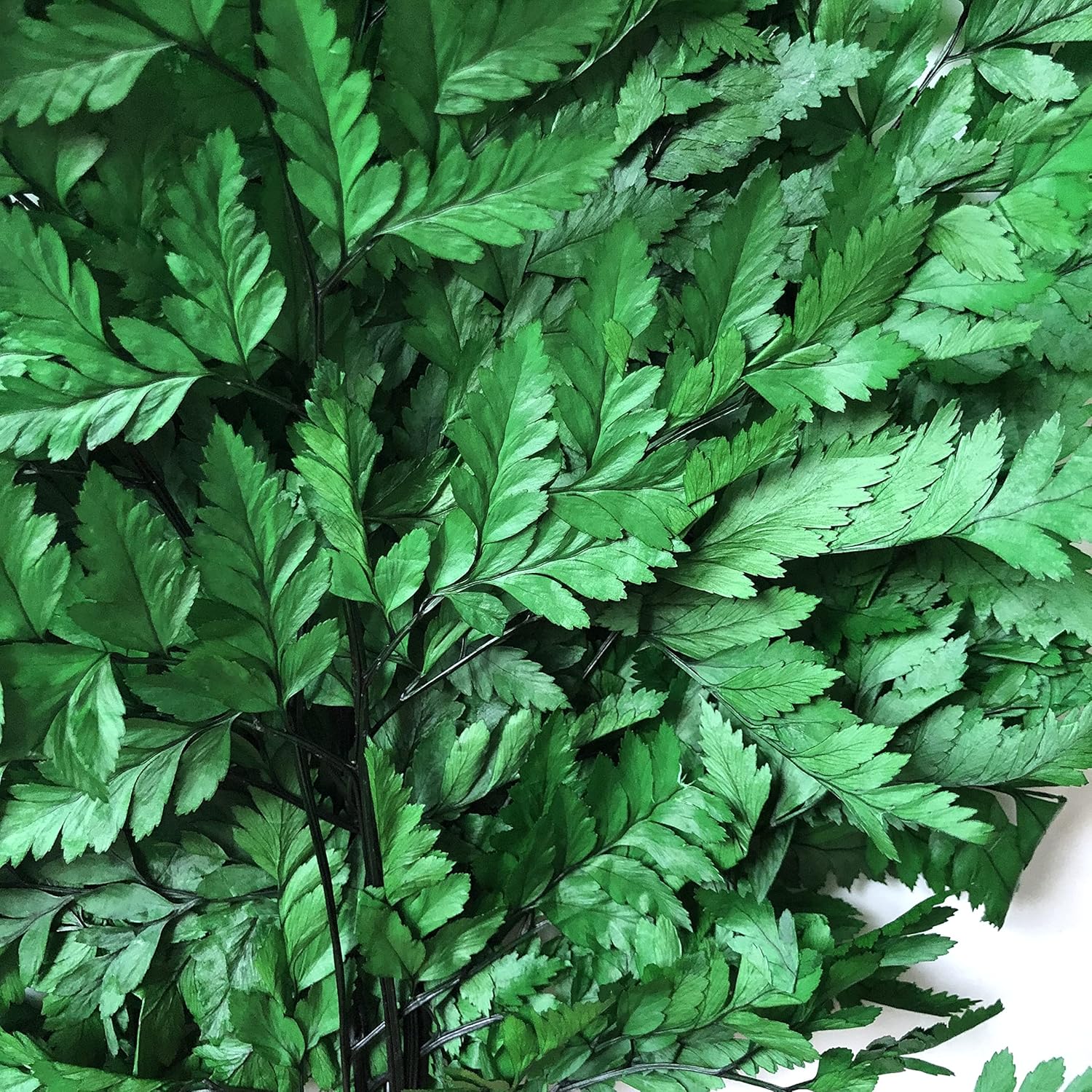 Helechos verdes reales preservados, puntas de helechos verdes secos, tallos, guirnaldas, decoraciones para el hogar, ramos de flores, arreglos
