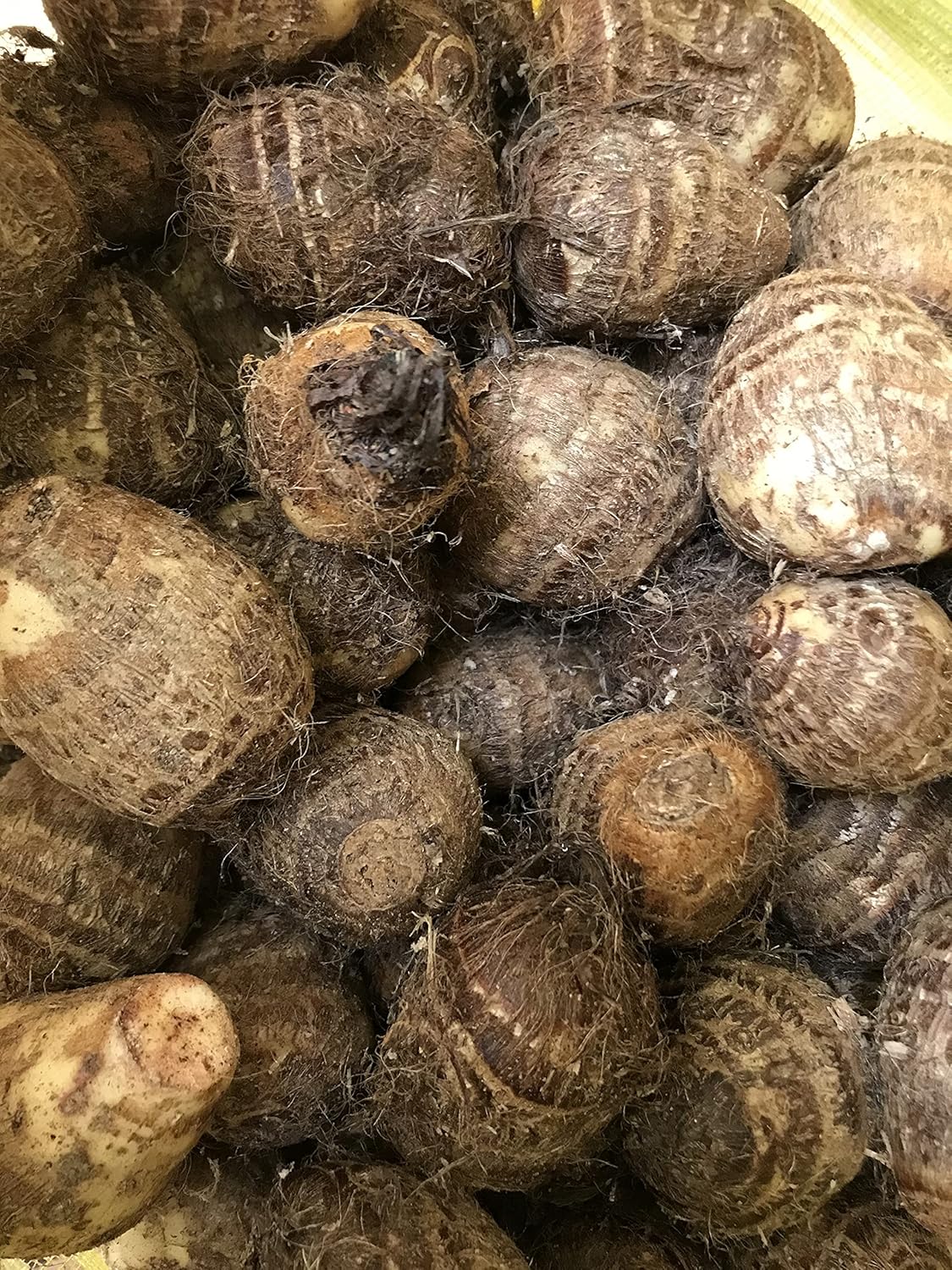 3 Bombillas frescas en vivo Colocasia gigantea Tailandia Gigante Thai Elefante Oído enorme Taro Hoja