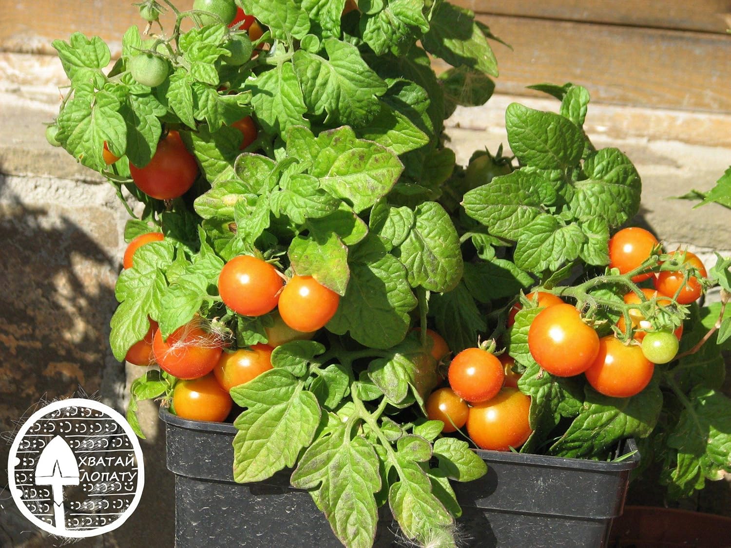 Semillas de tomate enano de interior amarillo determinan reliquia no transgénica
