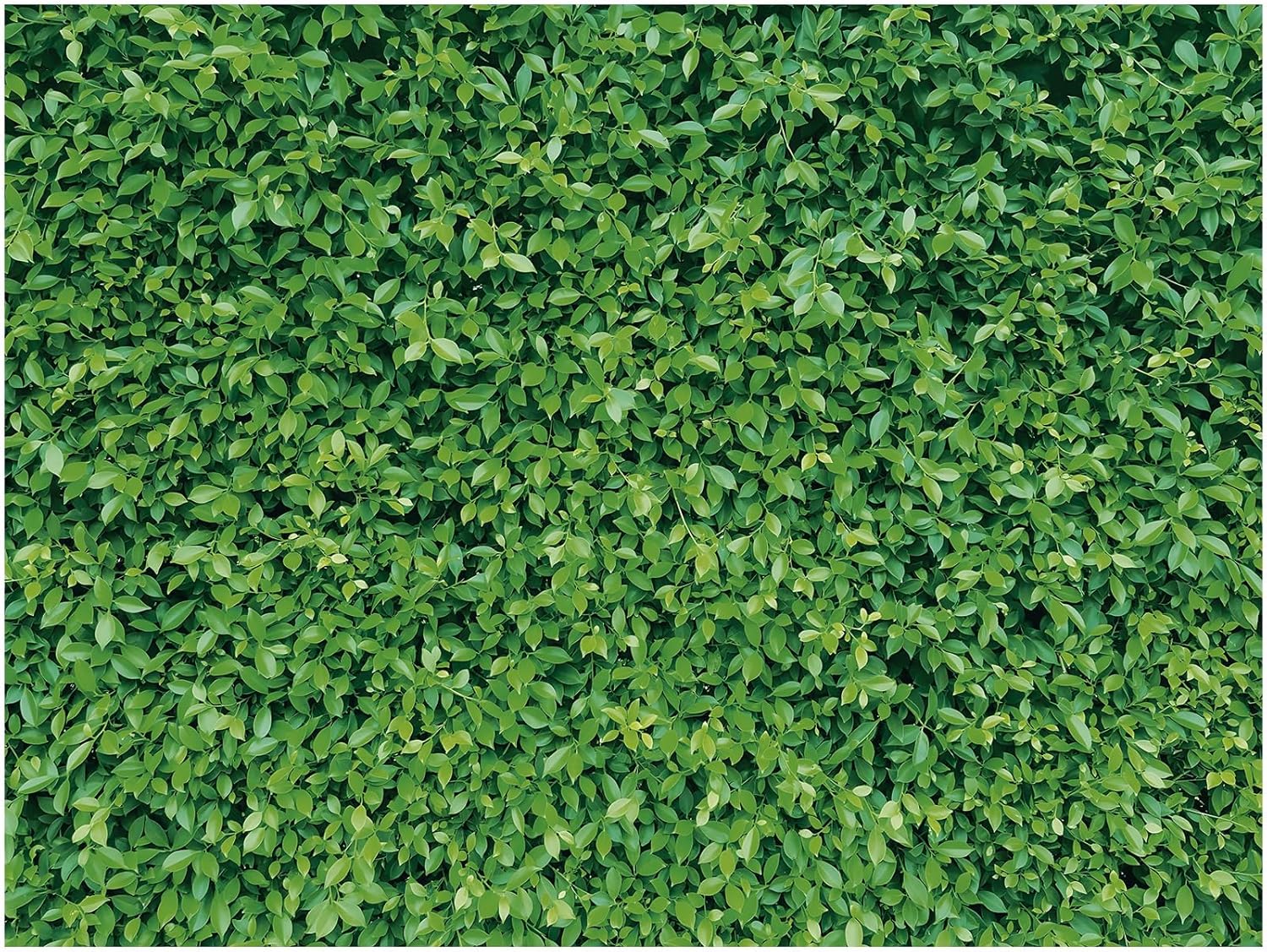 Mixweer Telón de fondo de pared de hojas verdes de 8 x 6 pies, fotografía 3D de hierba vegetal, naturaleza, fondo de tela de poliéster para