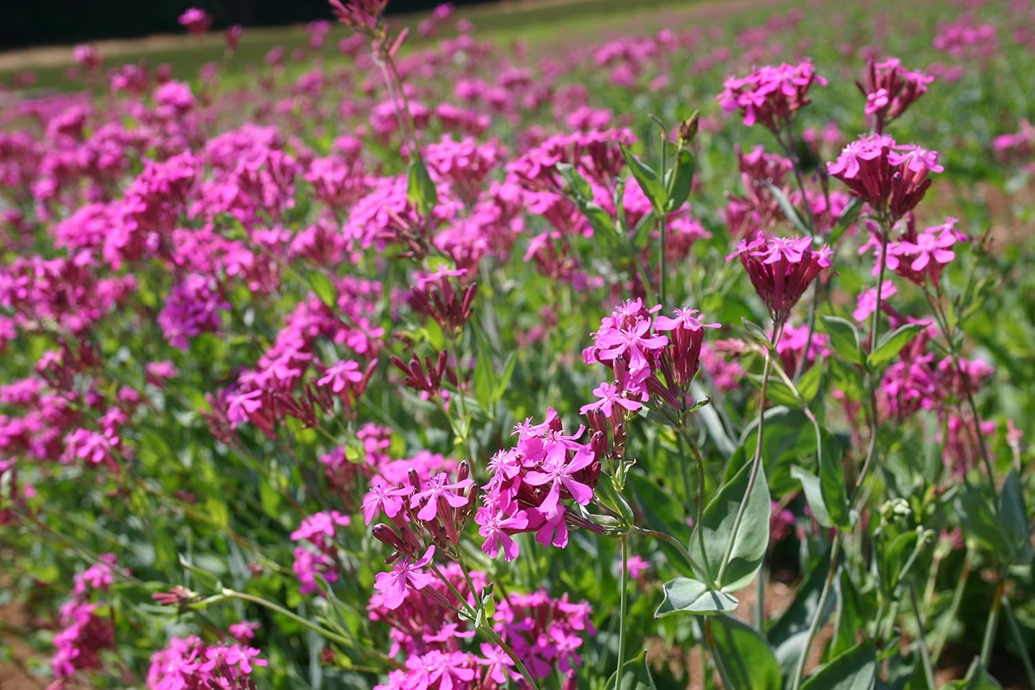 Semillas de flores Catchfly para plantar, más de 3000 semillas por paquete, semillas de jardín de Isla (semillas de jardín de Isla), semillas sin