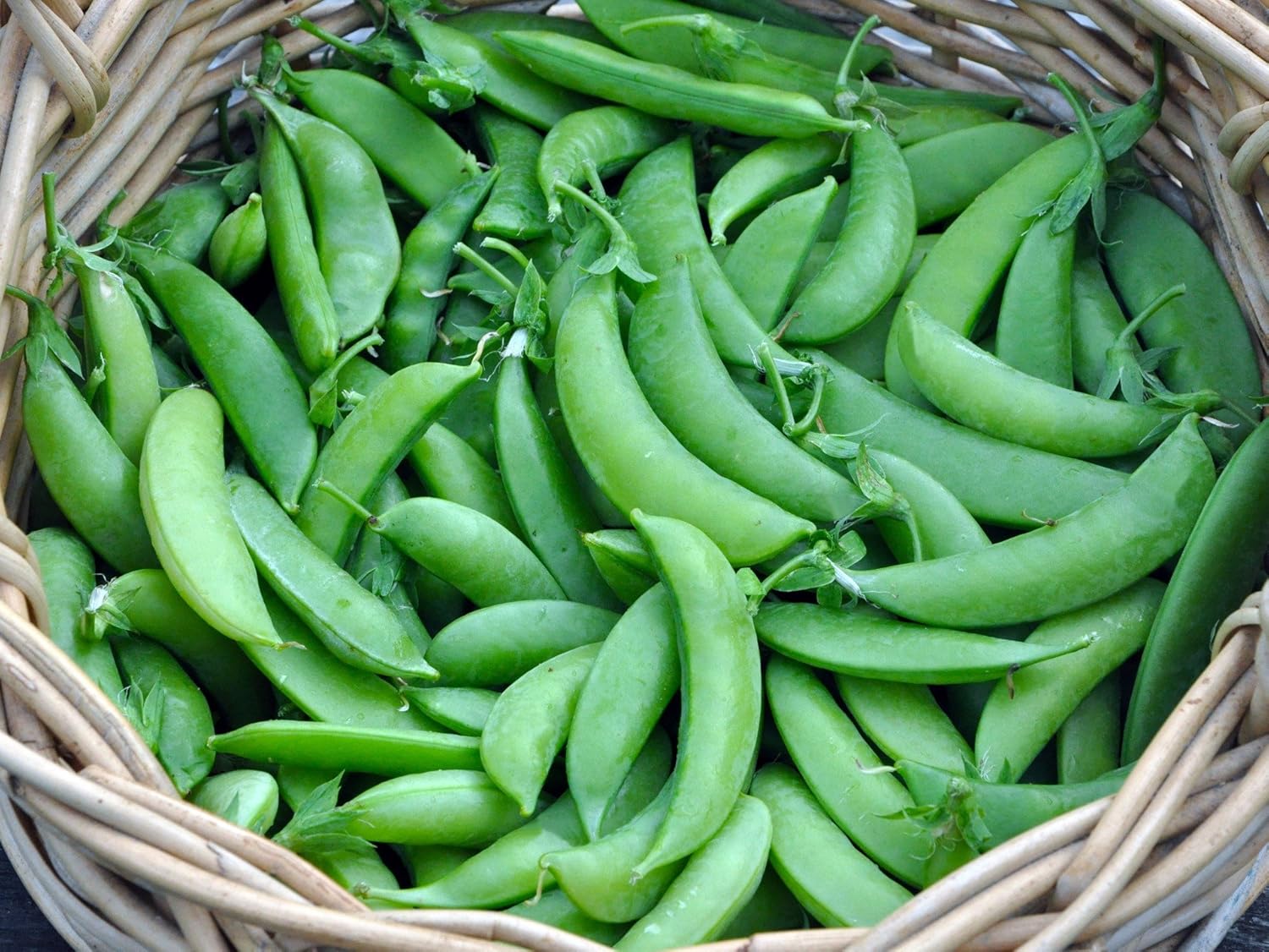 60 semillas de guisantes de azúcar para plantar reliquia sin OMG, más de 0.49 oz de supervivencia a granel de vegetales de jardín