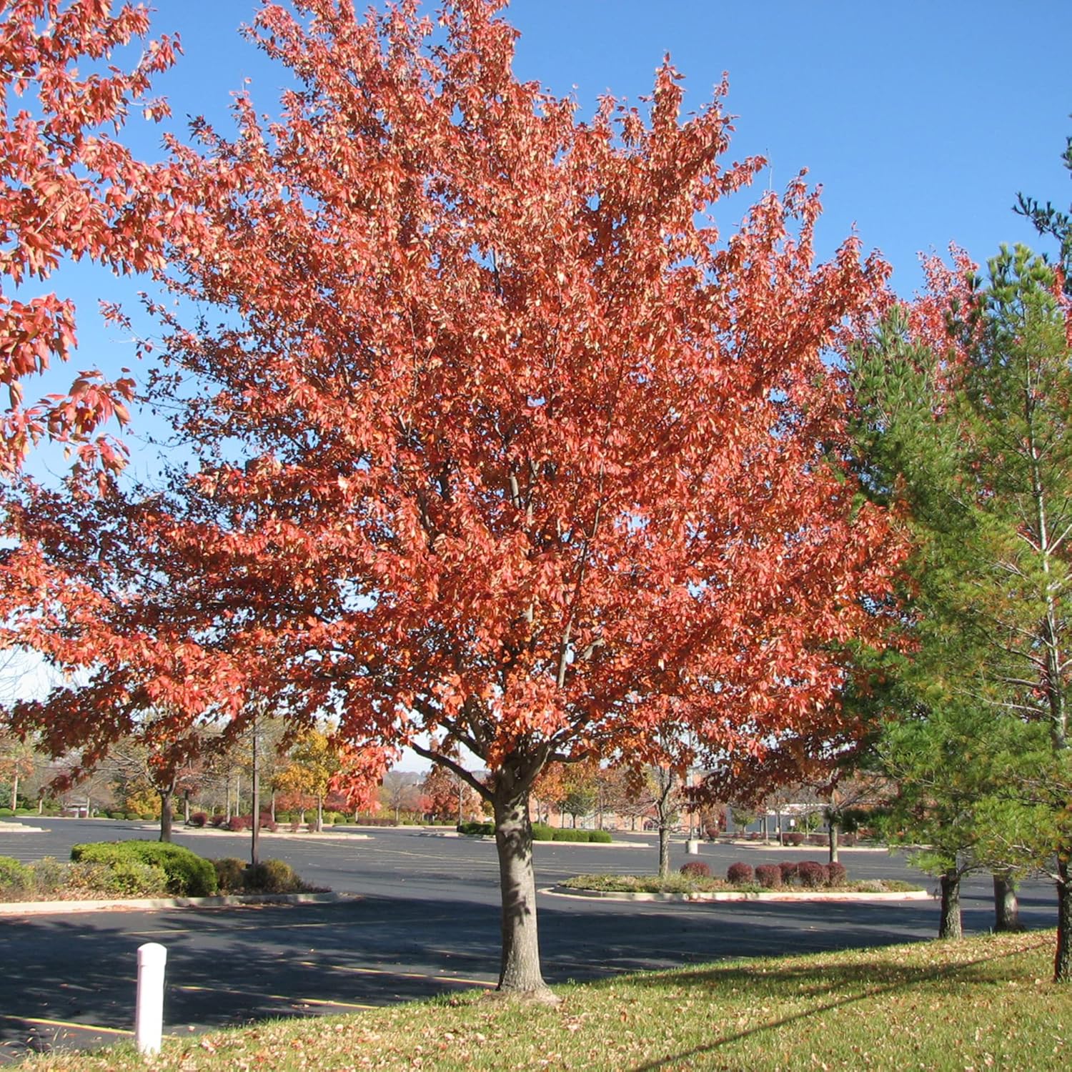 YEGAOL Garden – Semillas de árbol de arce rojo Acer Rubrum de bajo mantenimiento, fronteras ornamentales para exteriores, 120 semillas de árbol