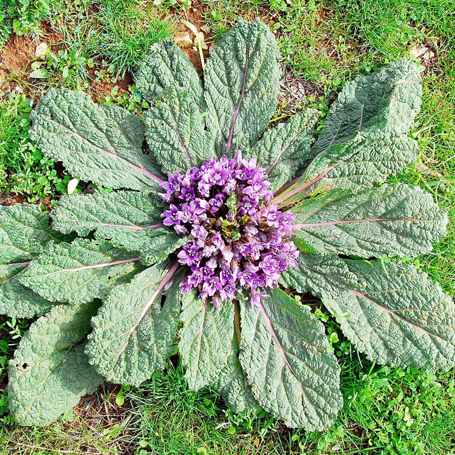 YEGAOL Garden – Semillas de mandrágora Officinarum de hierbas perennes, frutas y bayas, sin OMG, para patio, jardín, exteriores, 20 unidades