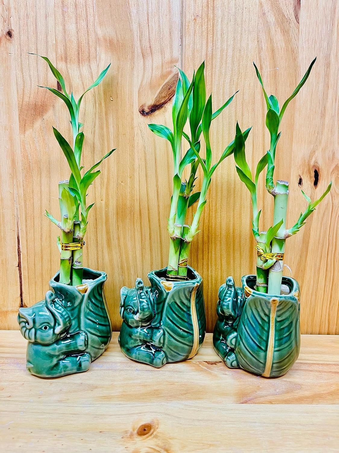 Lucky Bamboo en jarrón de elefante de cerámica, 3 tallos de 6 pulgadas, 6 pulgadas y 8 pulgadas, incluye rocas de guijarros de río