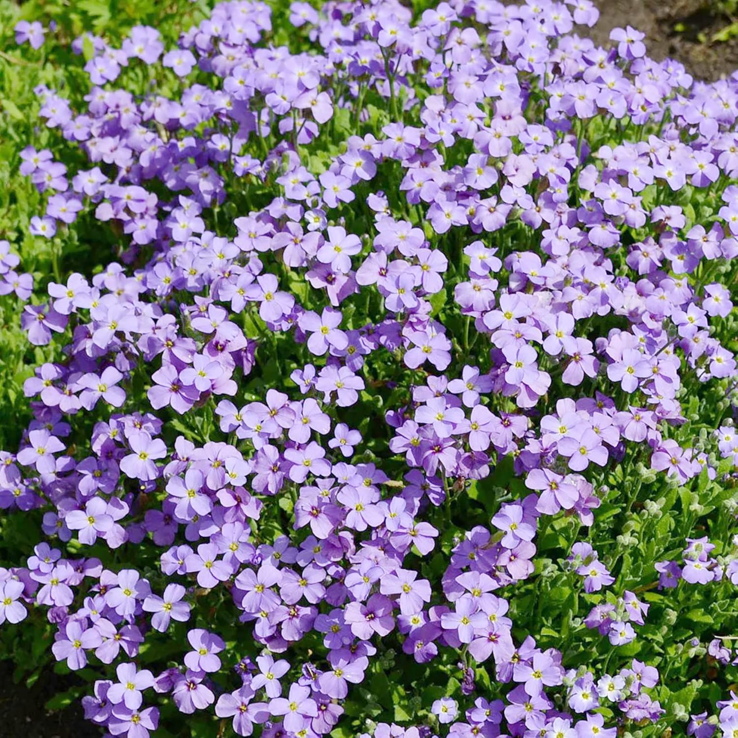YEGAOL Garden – Semillas de berro de roca Aubrieta Deltoidea, resistentes y perennes, tolerantes a la sequía, atraen polinizadores, fácil de cuidar,