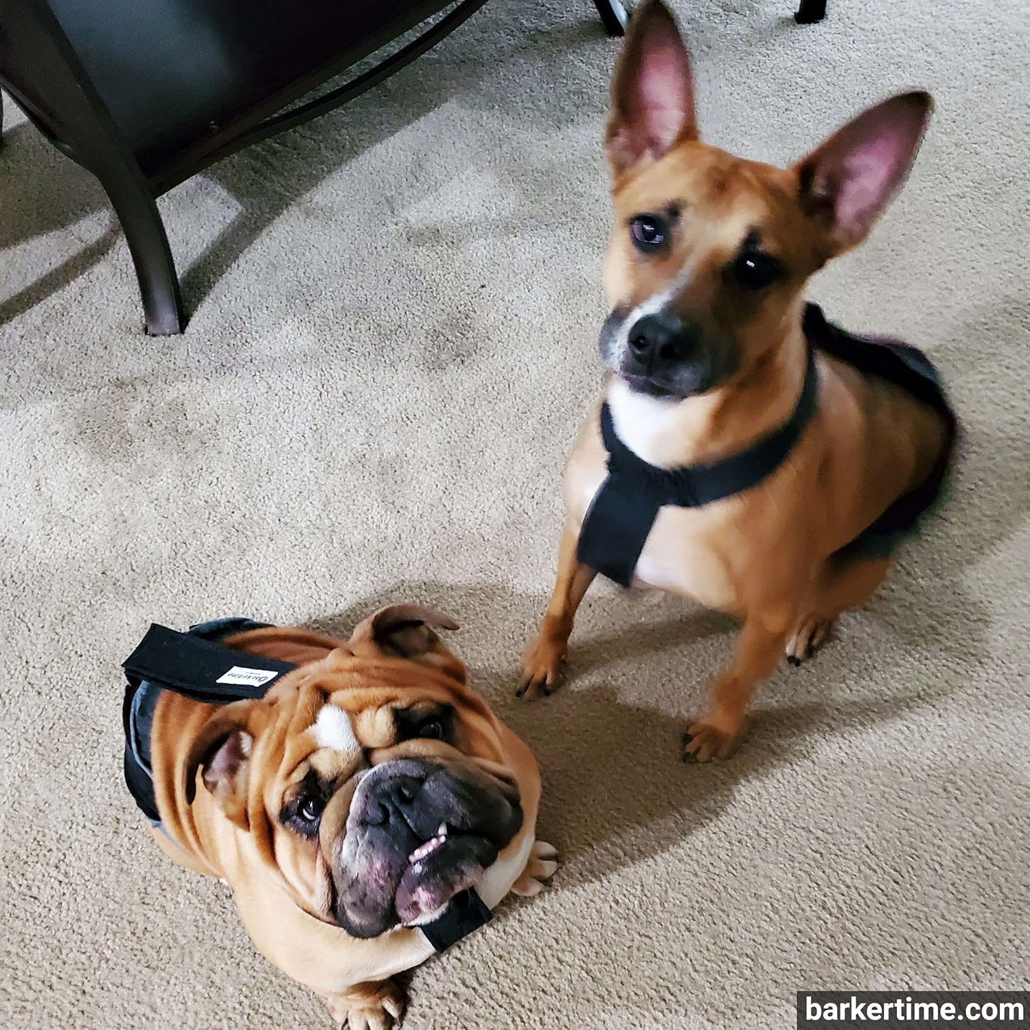 Pañal negro para perro, XXL, con orificio para la cola, fabricado en Estados Unidos