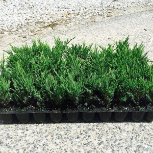 Andorra Compacta Juniper – 30 plantas vivas – Cubierta de suelo de hoja perenne resistente al frío tolerante a la sequía Andorra Compacta Juniper – 30 plantas vivas – Cubierta de suelo de hoja perenne resistente al frío tolerante a la sequía