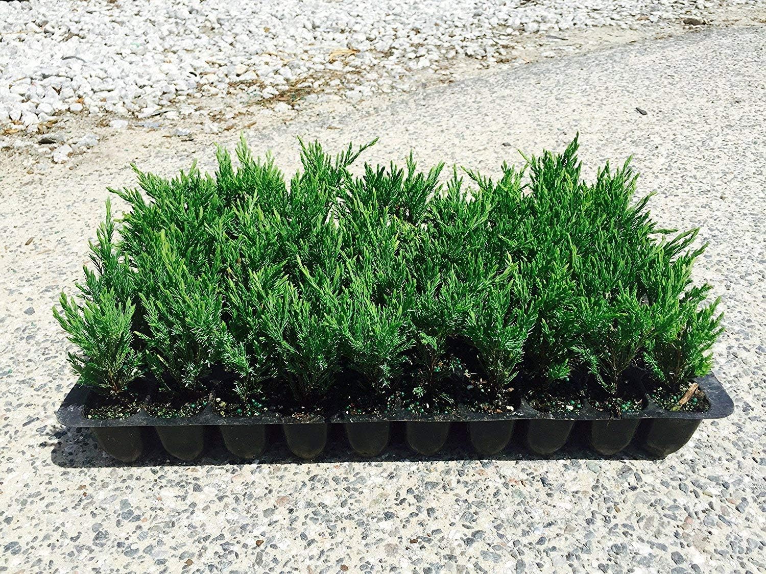 Andorra Compacta Juniper – 30 plantas vivas – Cubierta de suelo de hoja perenne resistente al frío tolerante a la sequía