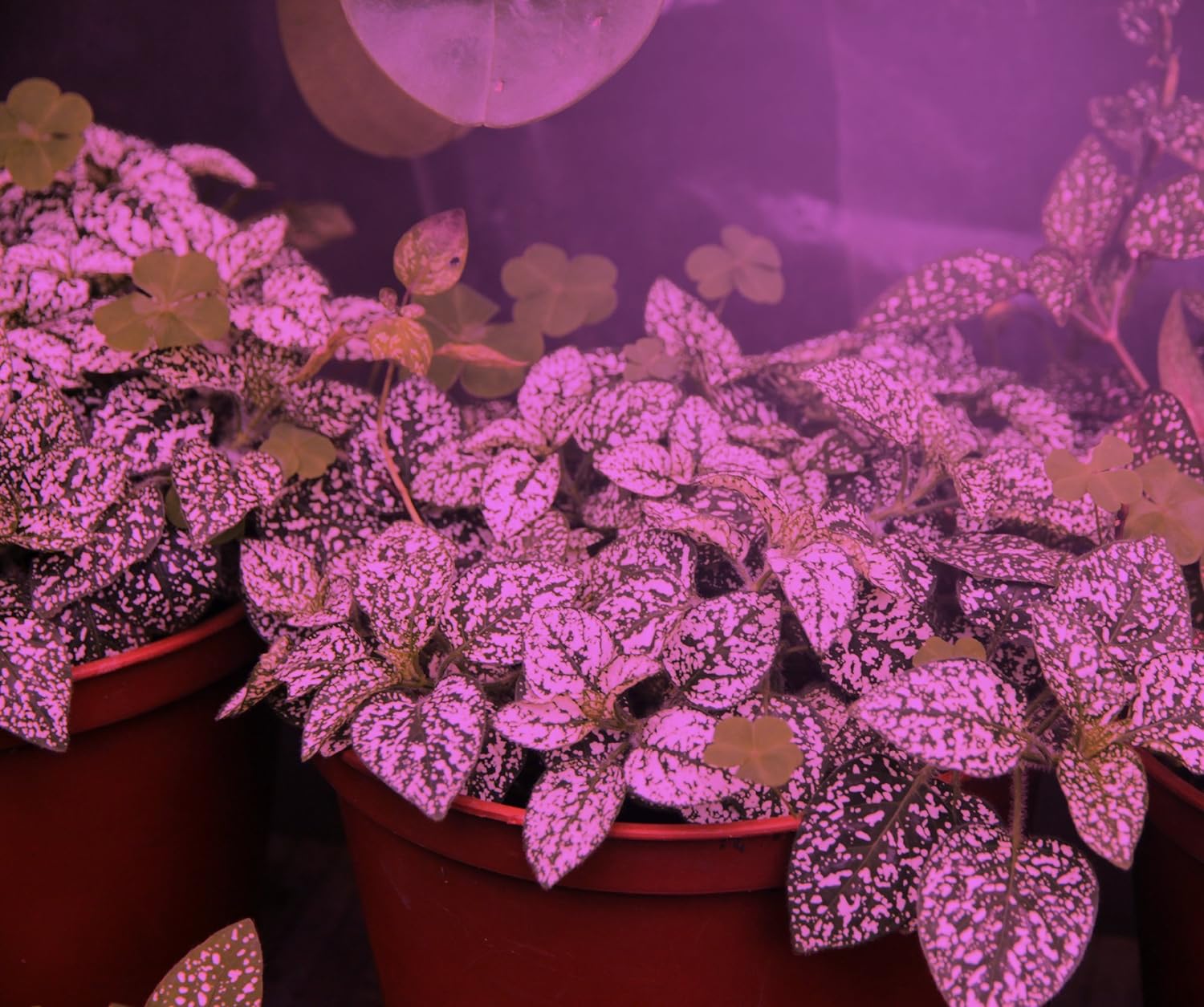 Miracle LED Kitchen Gardener Designer Line – Kit de cultivo para interiores, incluye 3 bombillas de cultivo de 100 W de espectro rojo y azul de luz