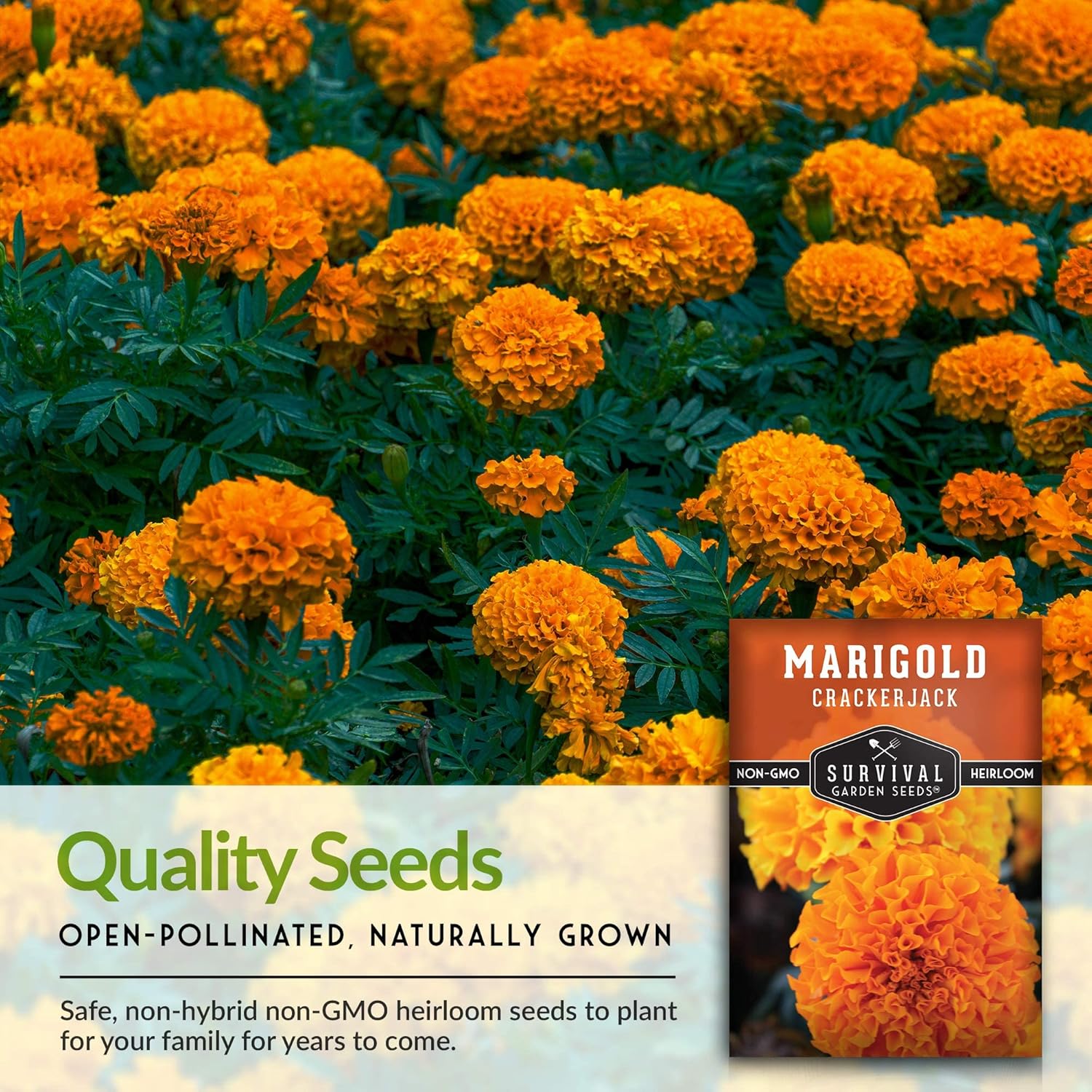 Survival Garden Seeds – Semilla de caléndula Crackerjack para plantar – 3 paquetes con instrucciones para plantar y cultivar en tu huerto casero –