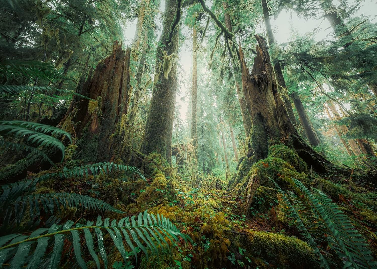Ravensburger Puzzle Nature Edition 17494 Fascinating Forest – Rompecabezas de 1000 piezas para adultos y niños a partir de 14 años