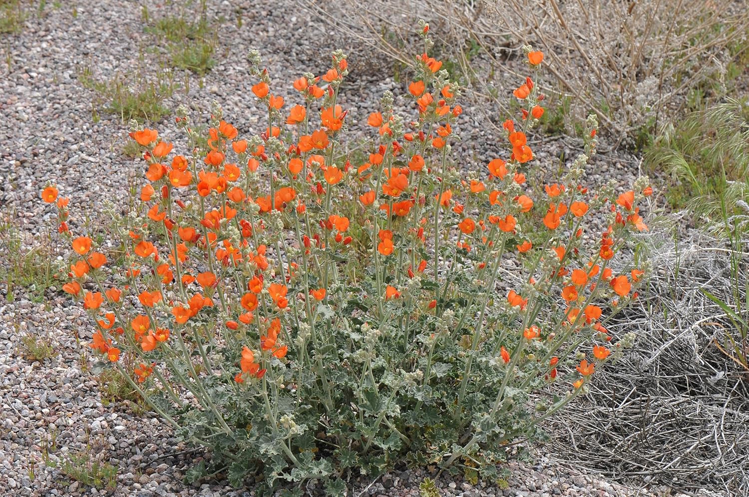 Globemallow Munro’s 1000 Seeds (Sphaeralcea munroana) reliquia nativa – Polinizado abierto