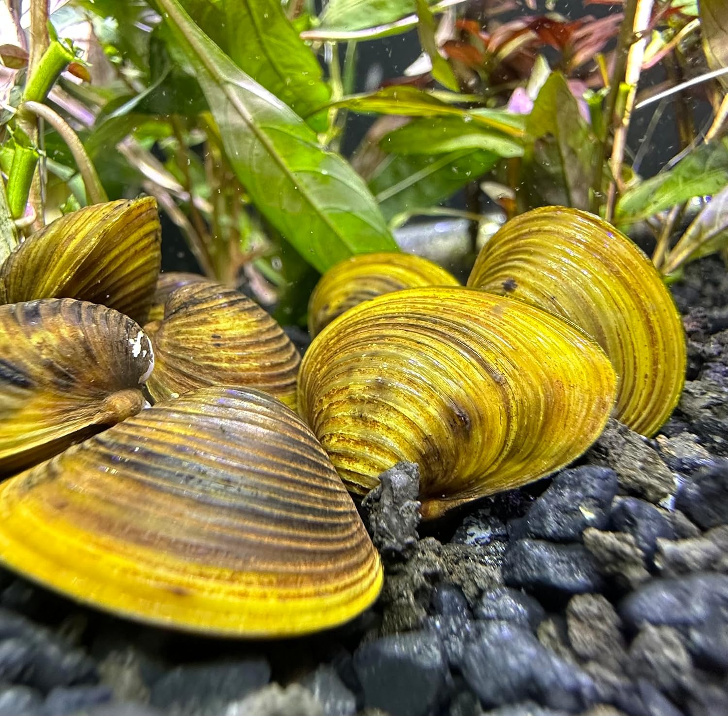 Almeja dorada de agua dulce (paquete de 3) – Almeja de estanque de acuario vivo