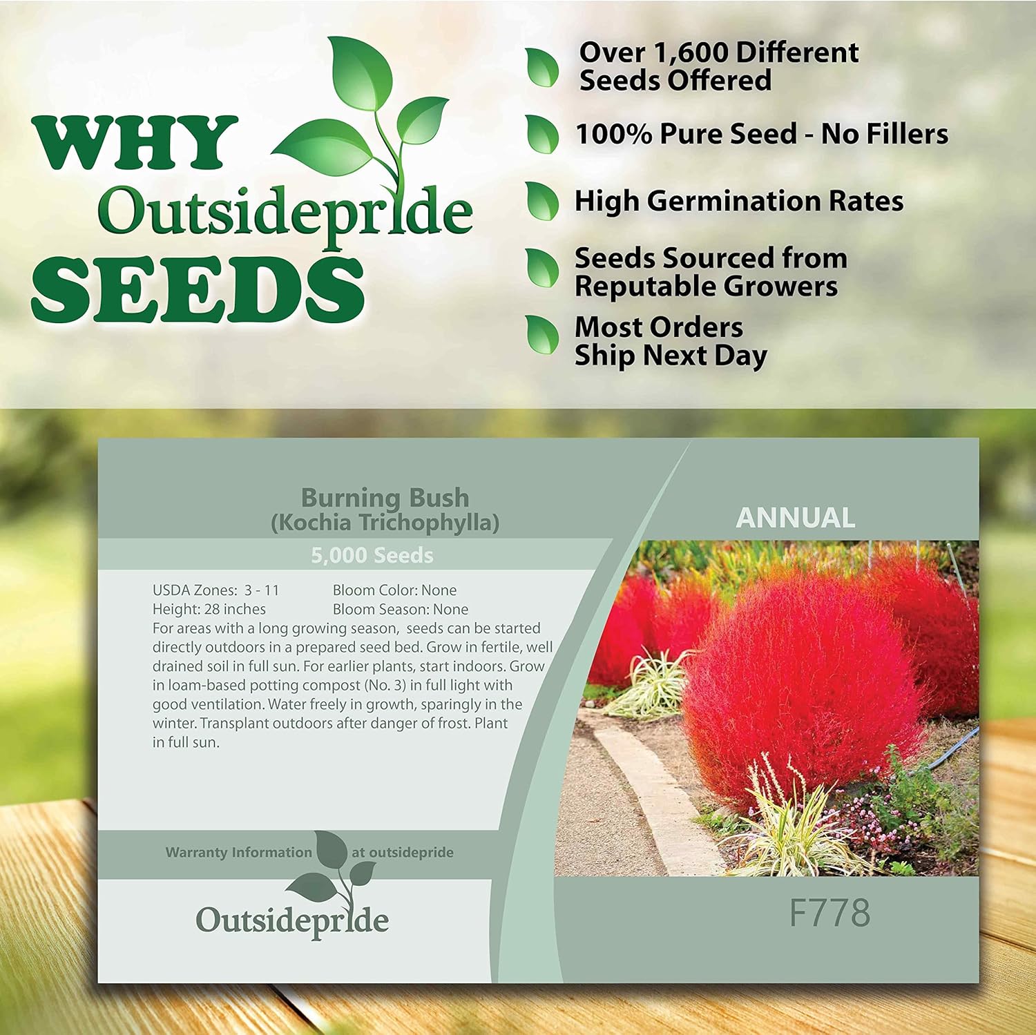 Outsidepride 5000 semillas Kochia Trichophylla ardientes de la planta del follaje del arbusto semilla para plantar