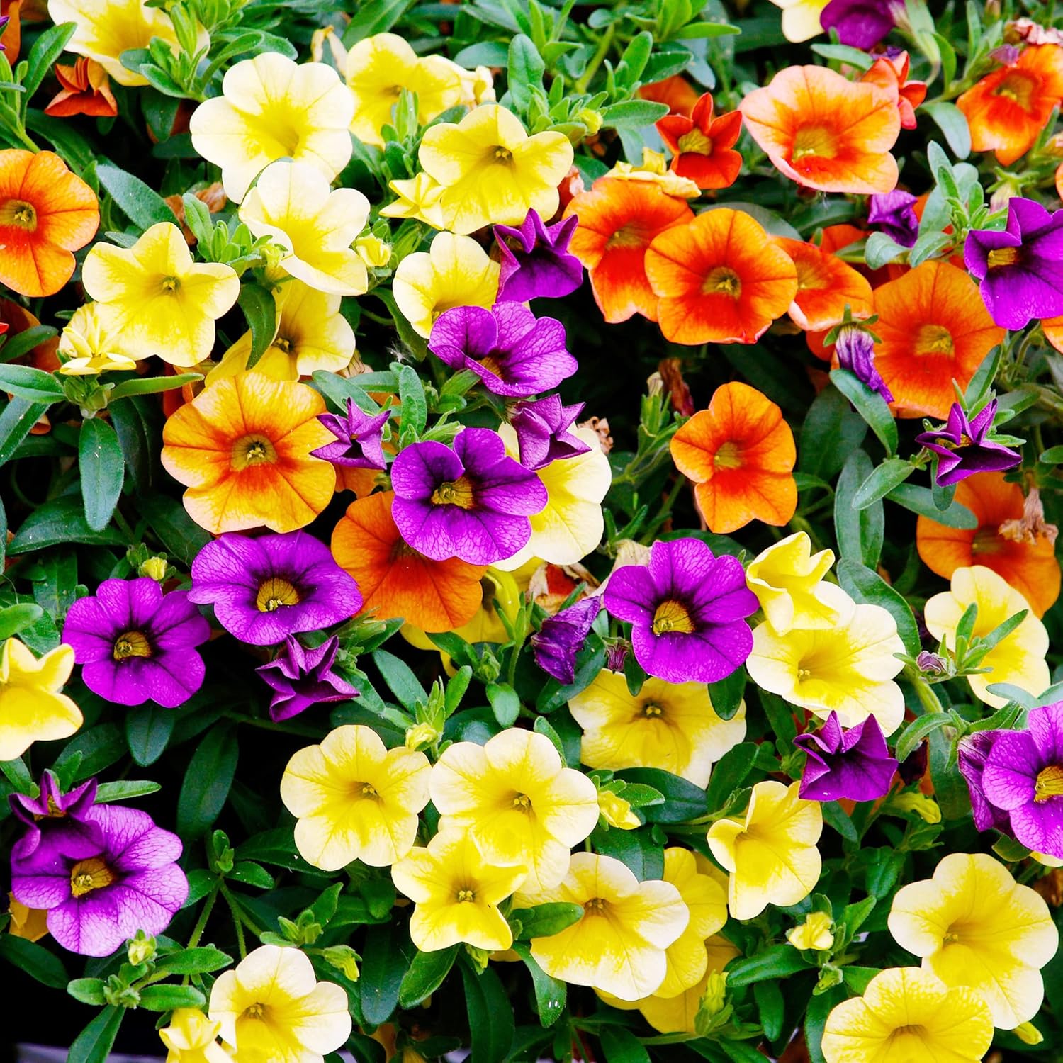 YEGAOL Garden – Semillas de Calibrachoa mixtas atrae anualmente polinizadores, cestas colgantes, camas para exteriores, 100 semillas de flores