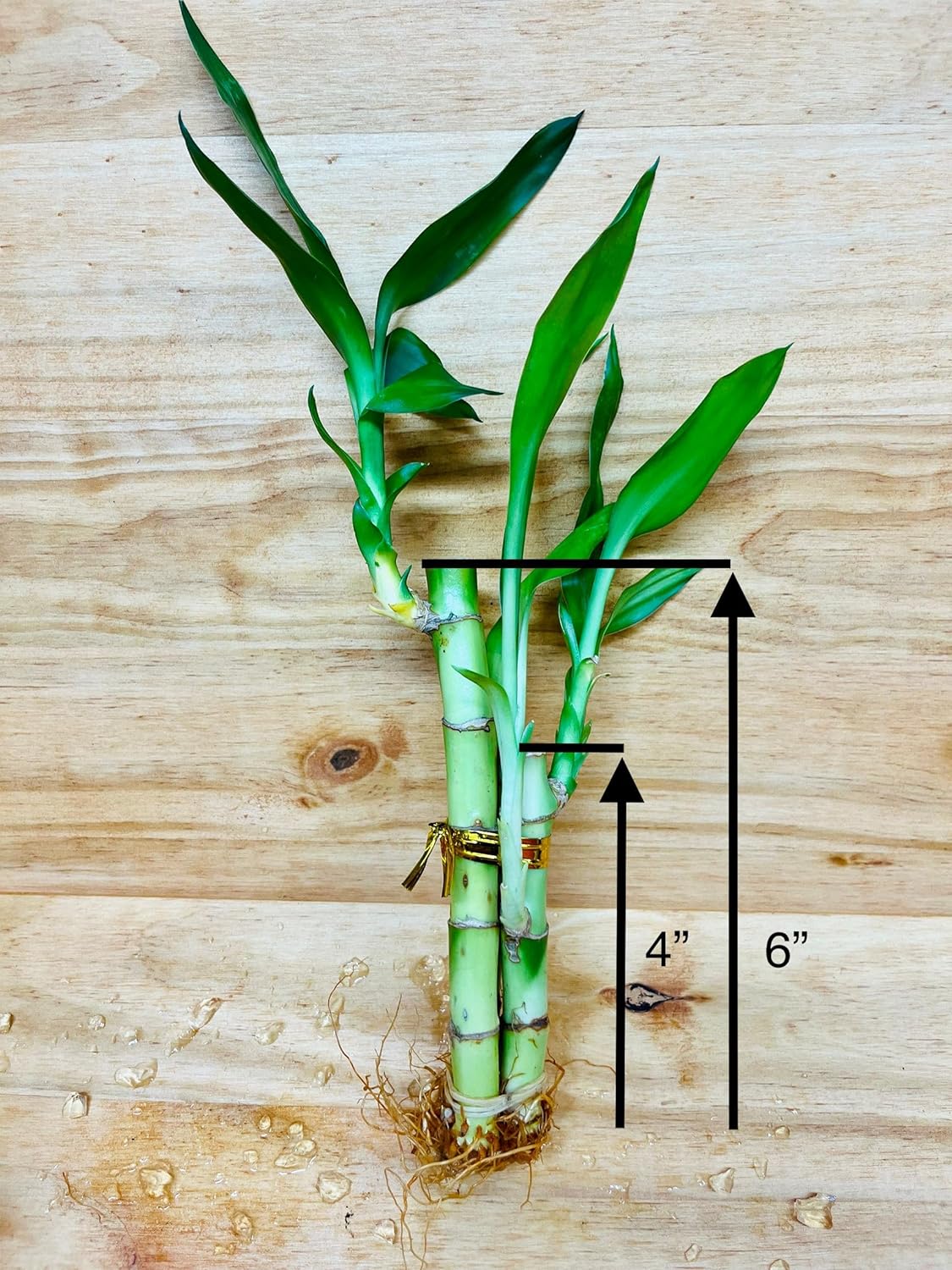 Lucky Bamboo Arrangements – 3 vástagos de 4, 4, 6, 3, 4, 6 pulgadas, 3 vástagos, 4, 4, 6 pulgadas (3 unidades de arreglo)