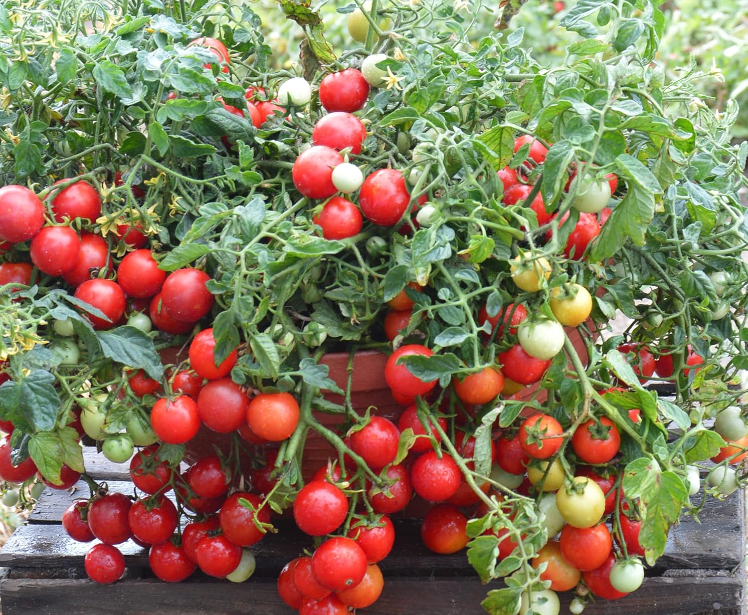 Tomate Cherry Maskotka Cascading Trasero Enano Arbusto Tomate 50+ Semillas para plantar sin OMG