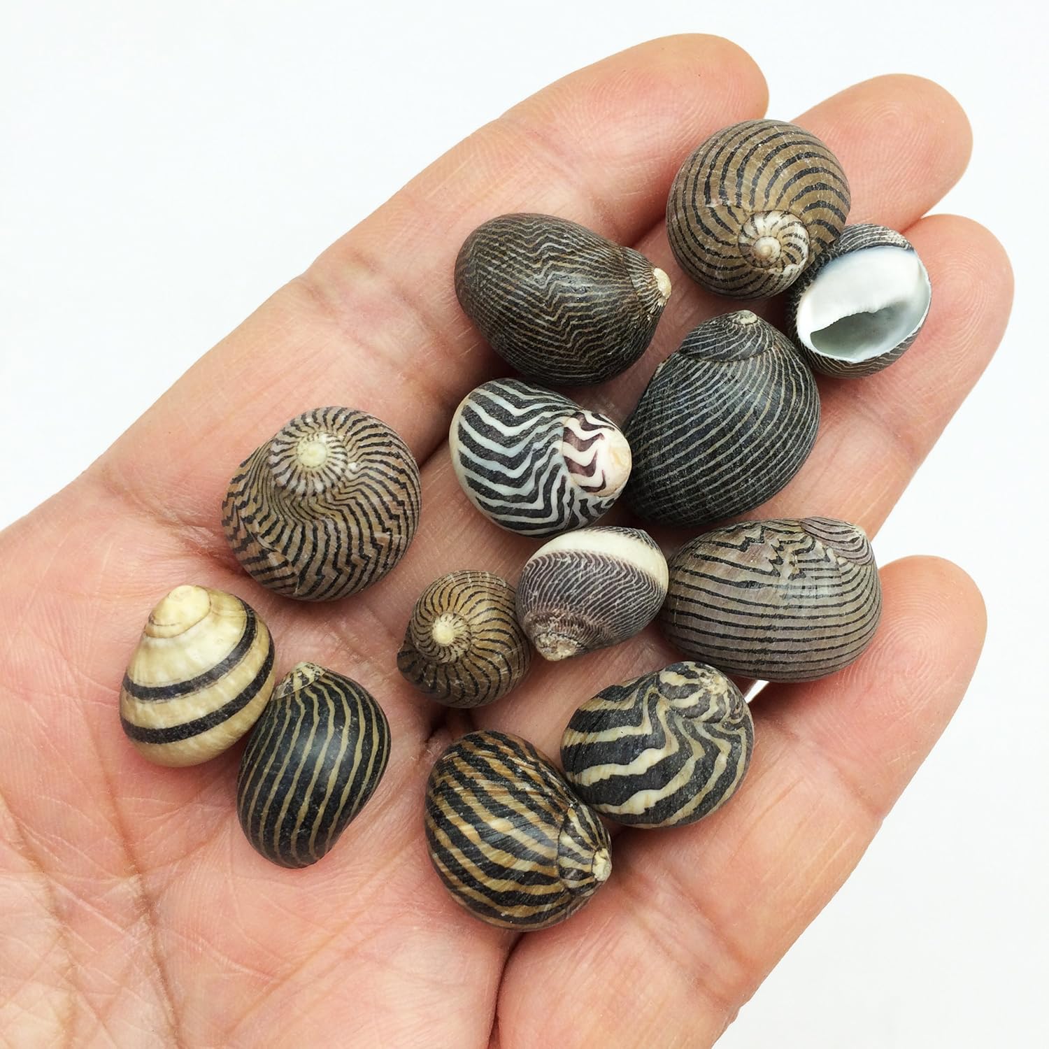 PEPPERLONELY 100 piezas de conchas marinas de Nerite Zig Zag, 12 pulgada  34 pulgadas