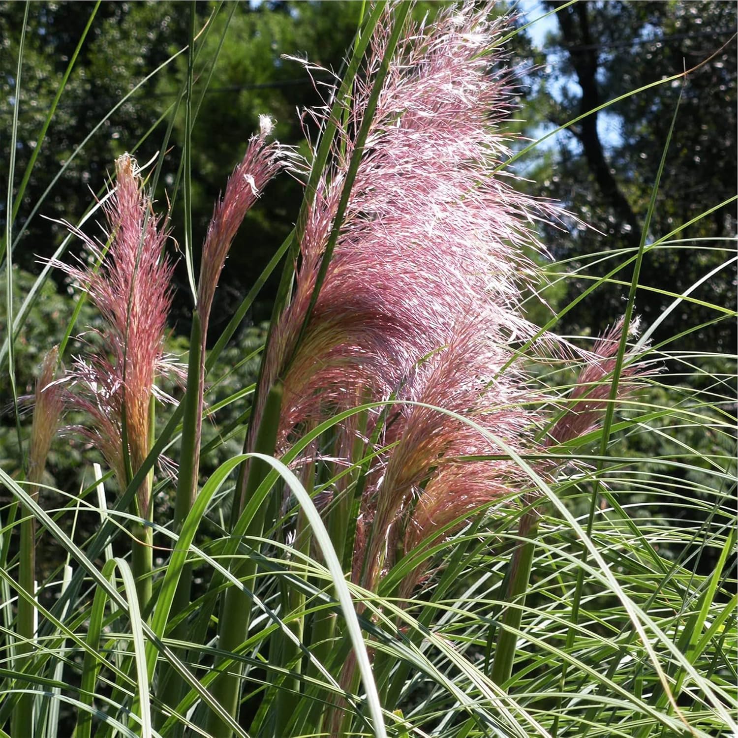 QAUZUY GARDEN Heirloom 50+ Semillas de césped perenne ornamental  Hierba de las Pampas  Flores de plumas altas “rosas”, planta llamativa, fácil de