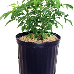 Sambucus canadensis ‘York’ (Baya de saúco) Arbusto, #3 – Tamaño Contenedor Sambucus canadensis ‘York’ (Baya de saúco) Arbusto, #3 – Tamaño Contenedor