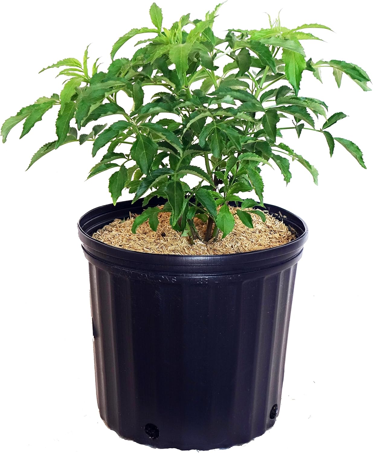 Sambucus canadensis ‘York’ (Baya de saúco) Arbusto, #3 – Tamaño Contenedor